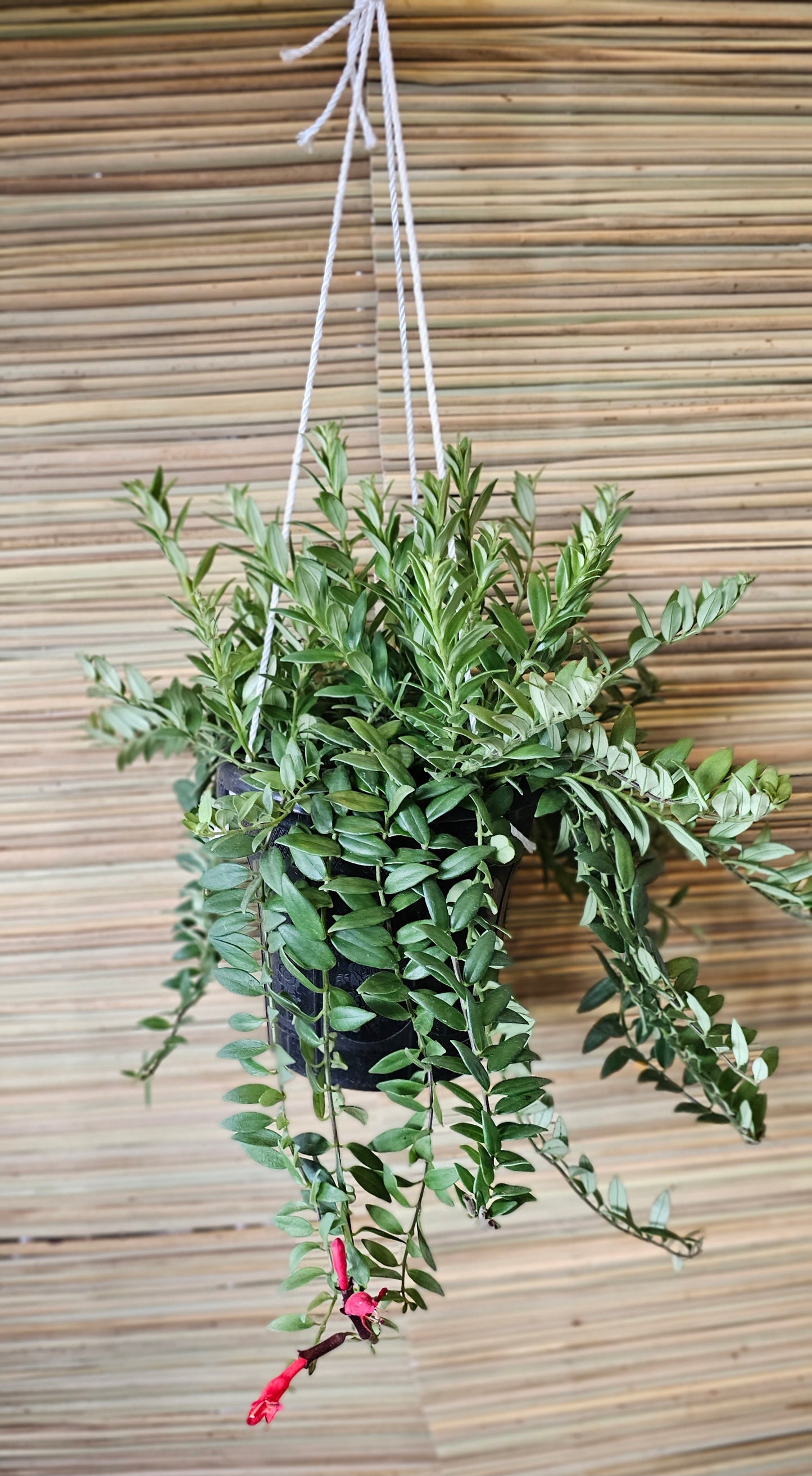 Aeschynanthus Lipstick Plant