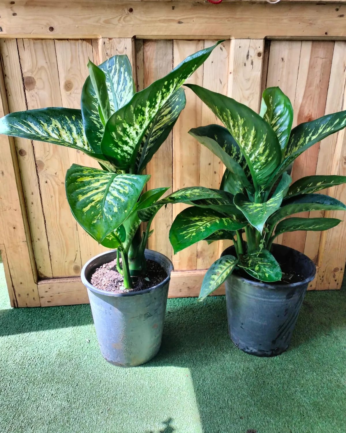 Dieffenbachia Seguine (Dumbcane)