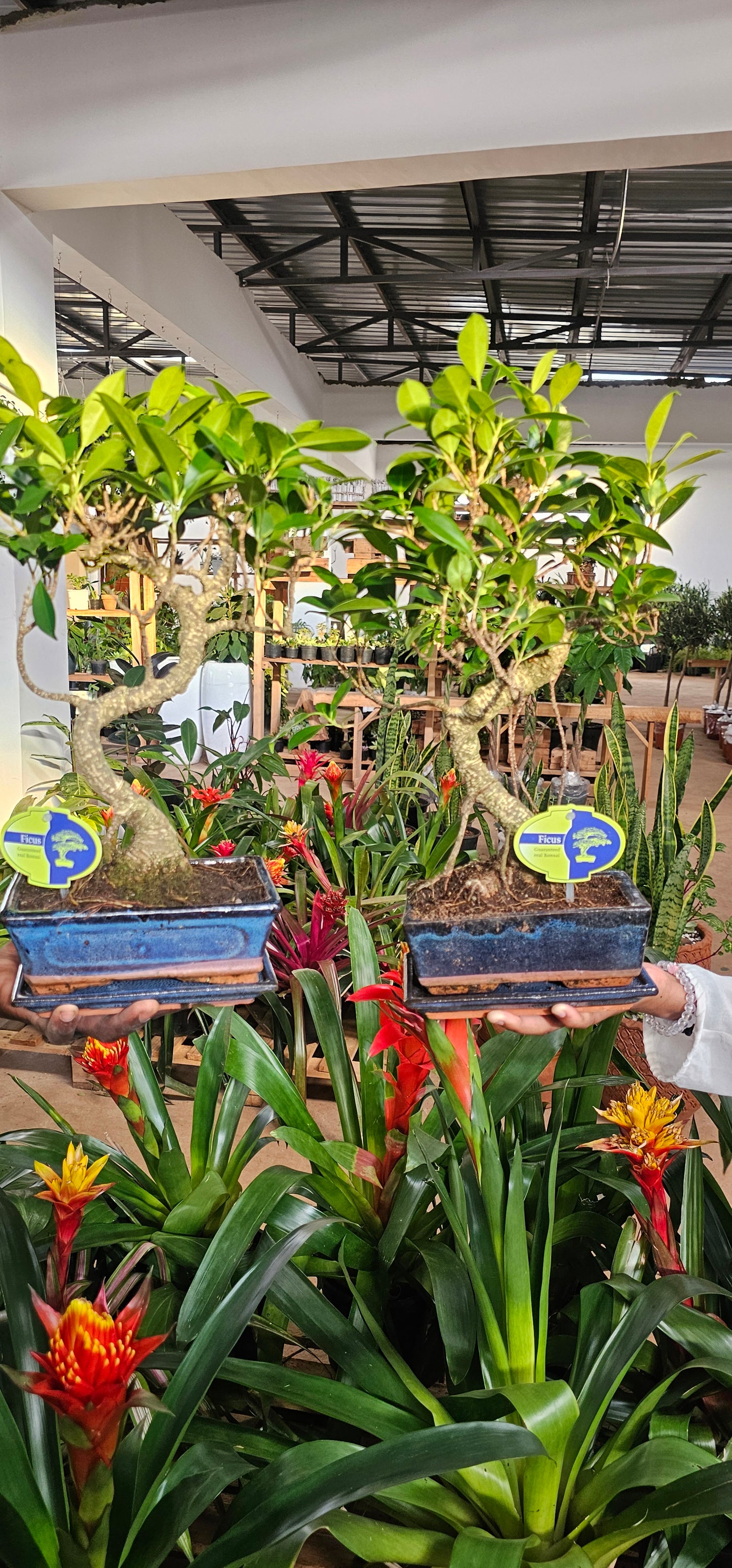 Ficus Retusa Bonsai in Chinese pot
