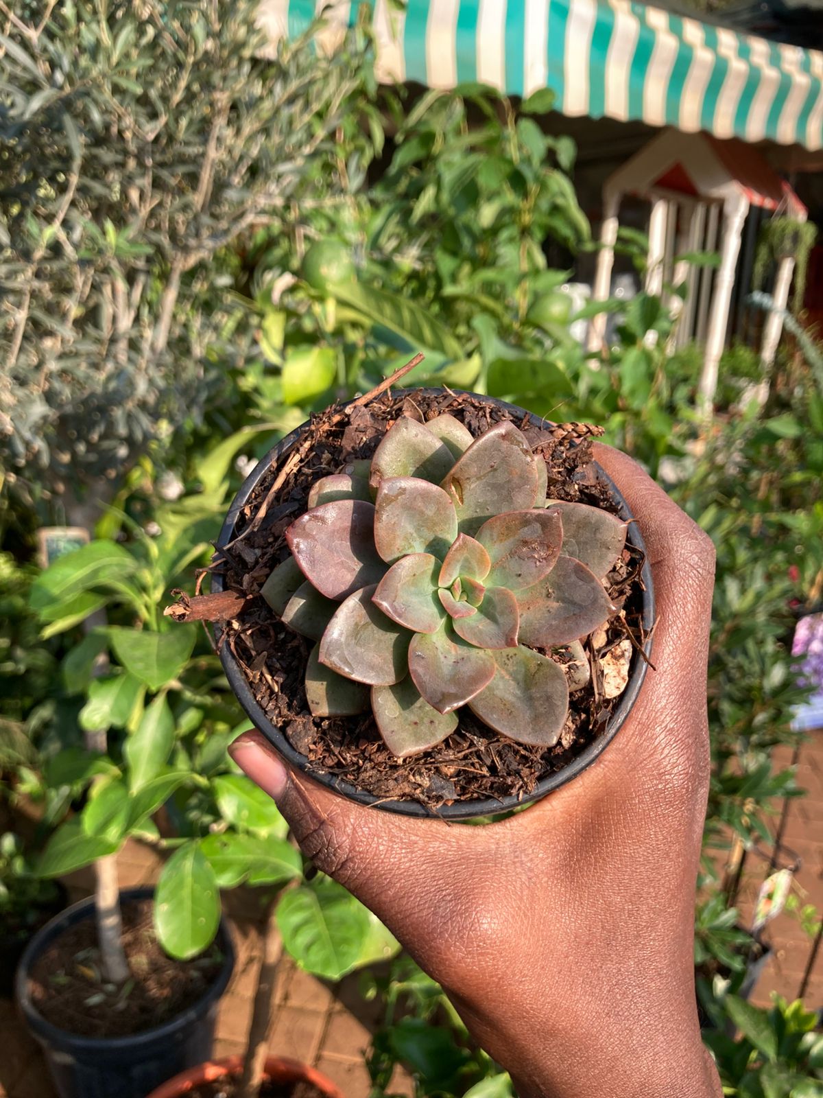 Small Succulents