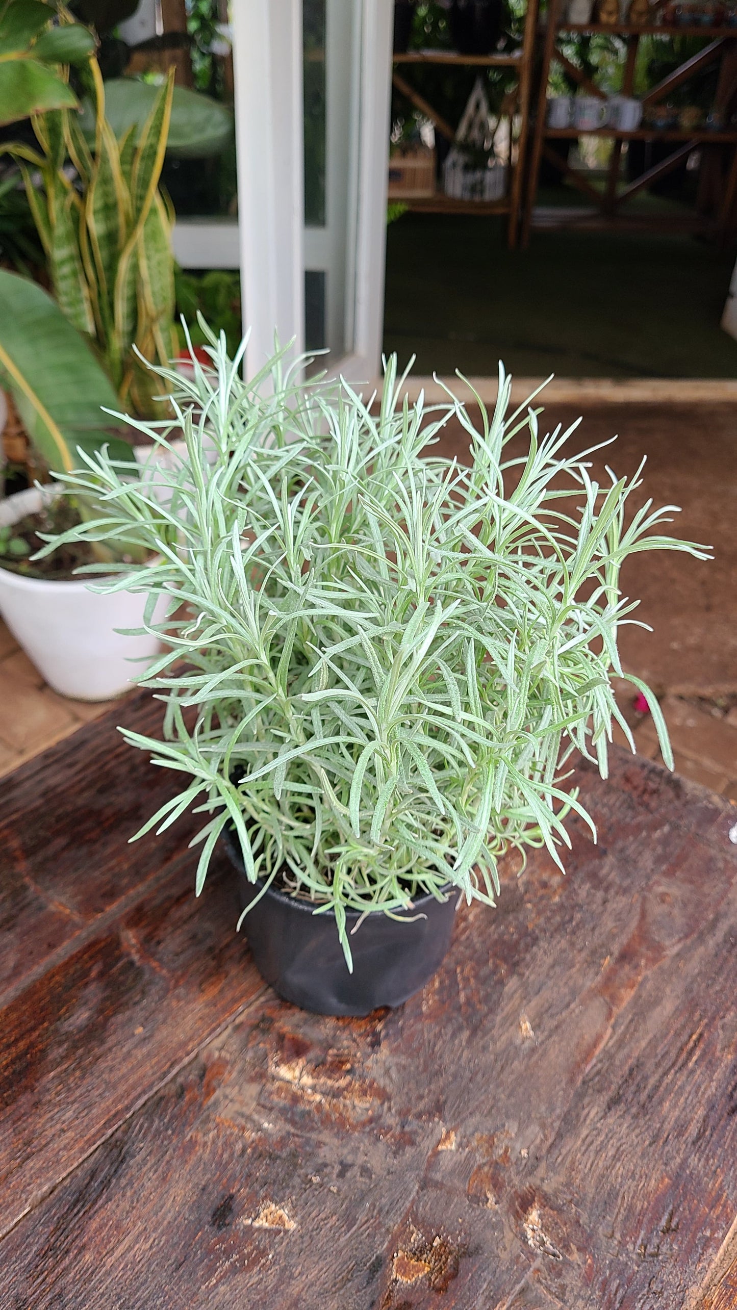 Curry Herb