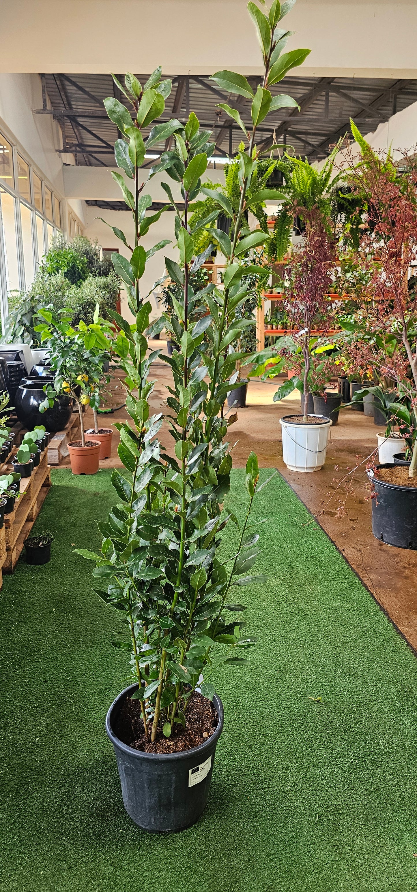 Laurus Nobilis (Bay Leaf Tree)