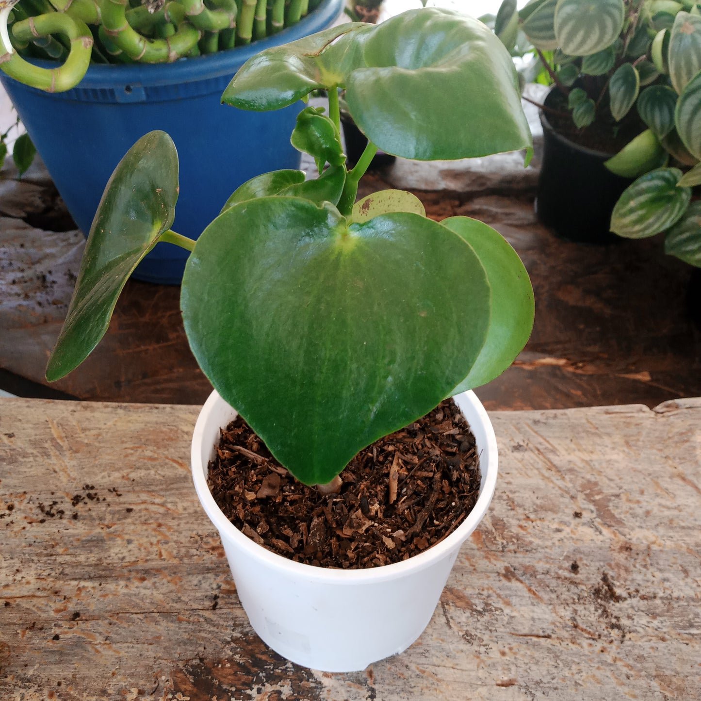 round leaf peperomia