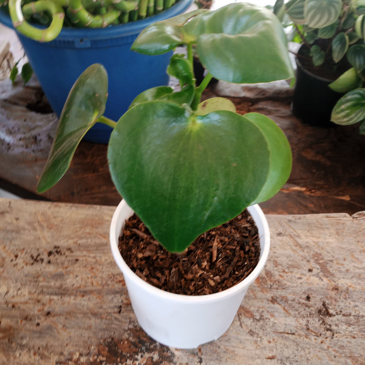 round leaf peperomia