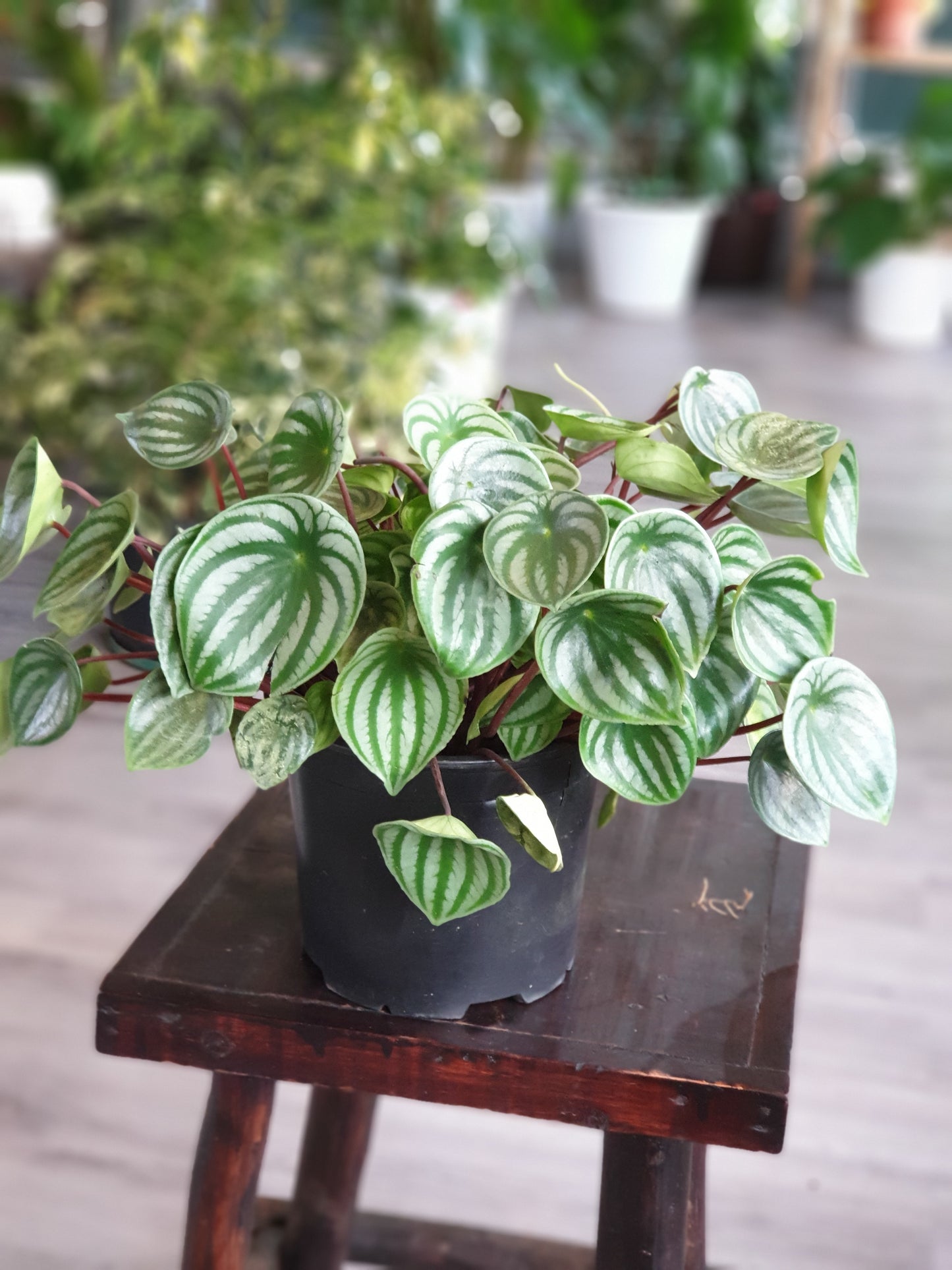 Peperomia argyreia (Watermelon Pepperomia)