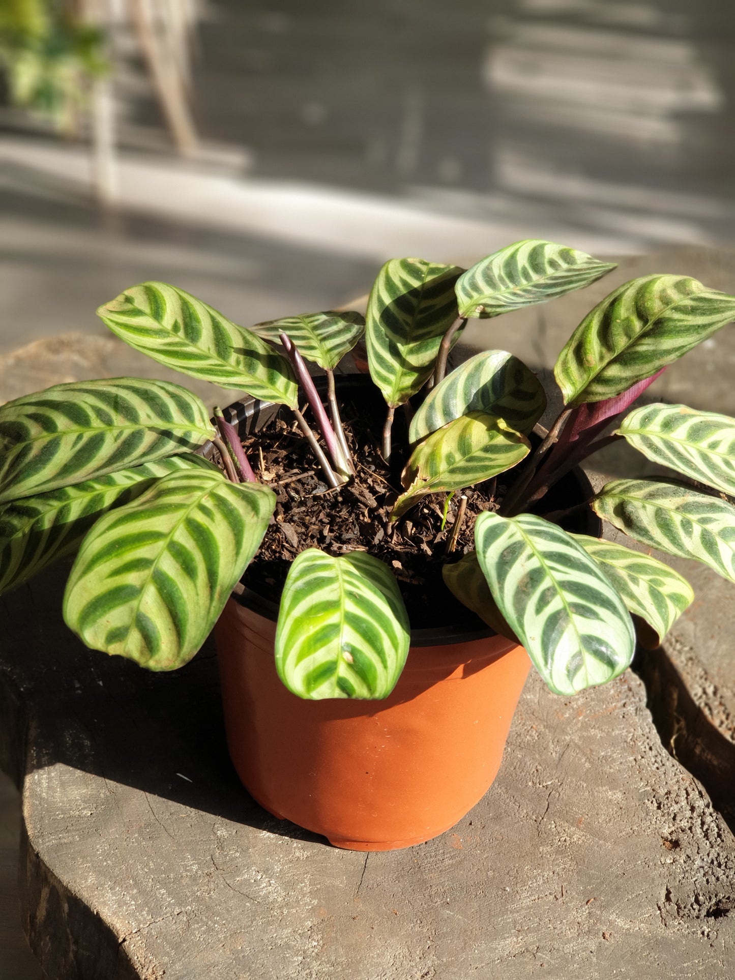 Ctenanthe Burle Marxii (Never Never Plant) Small