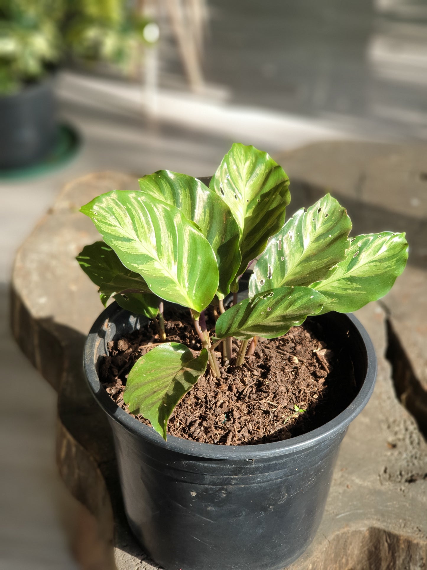 Calathea Louisae (Thai Beauty)
