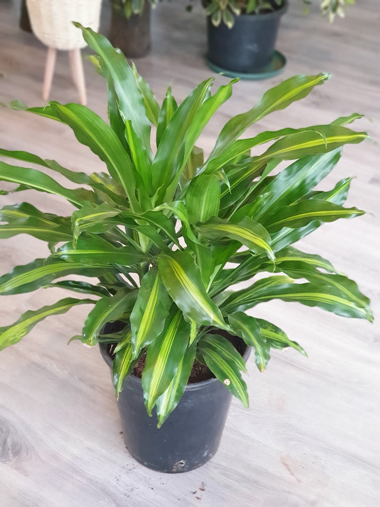 Draceana Fragrans (Corn Plant)