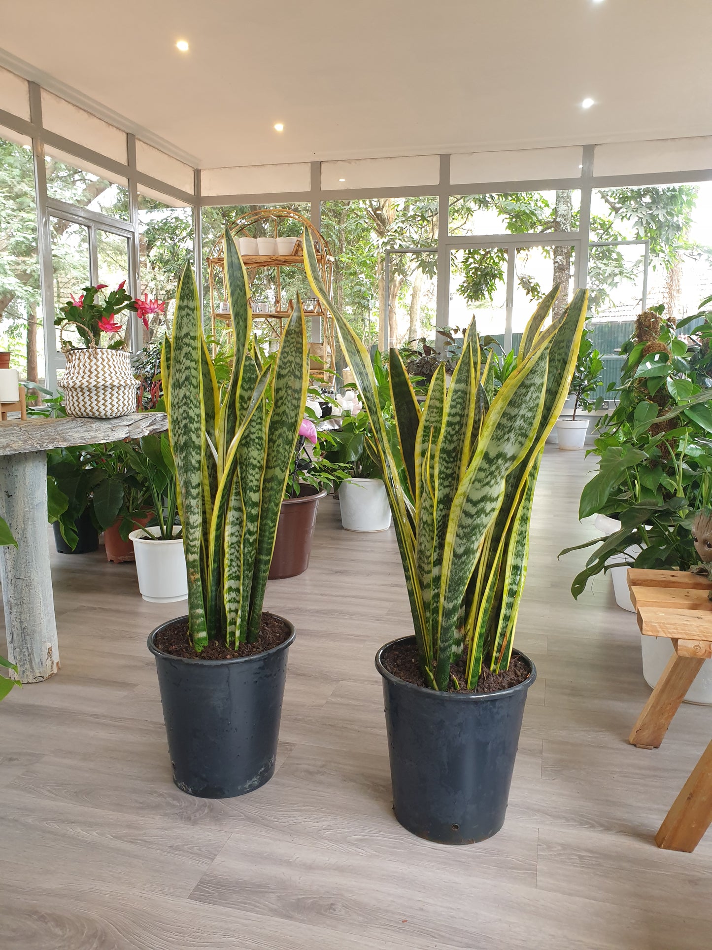 Snake Plant Laurentii (Sansevieria Trifasciata)