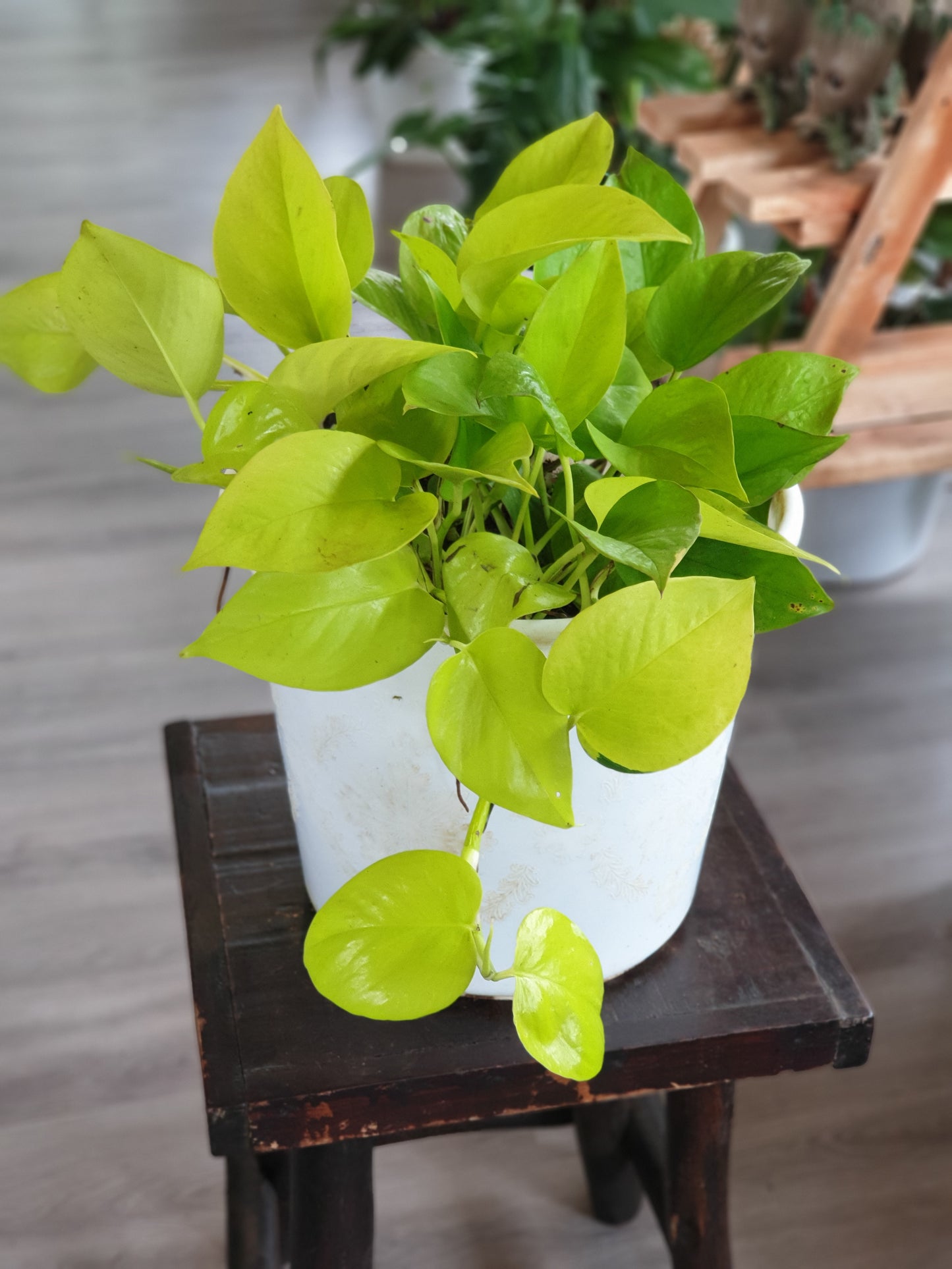 Neon Pothos (Epipremnum aureum)