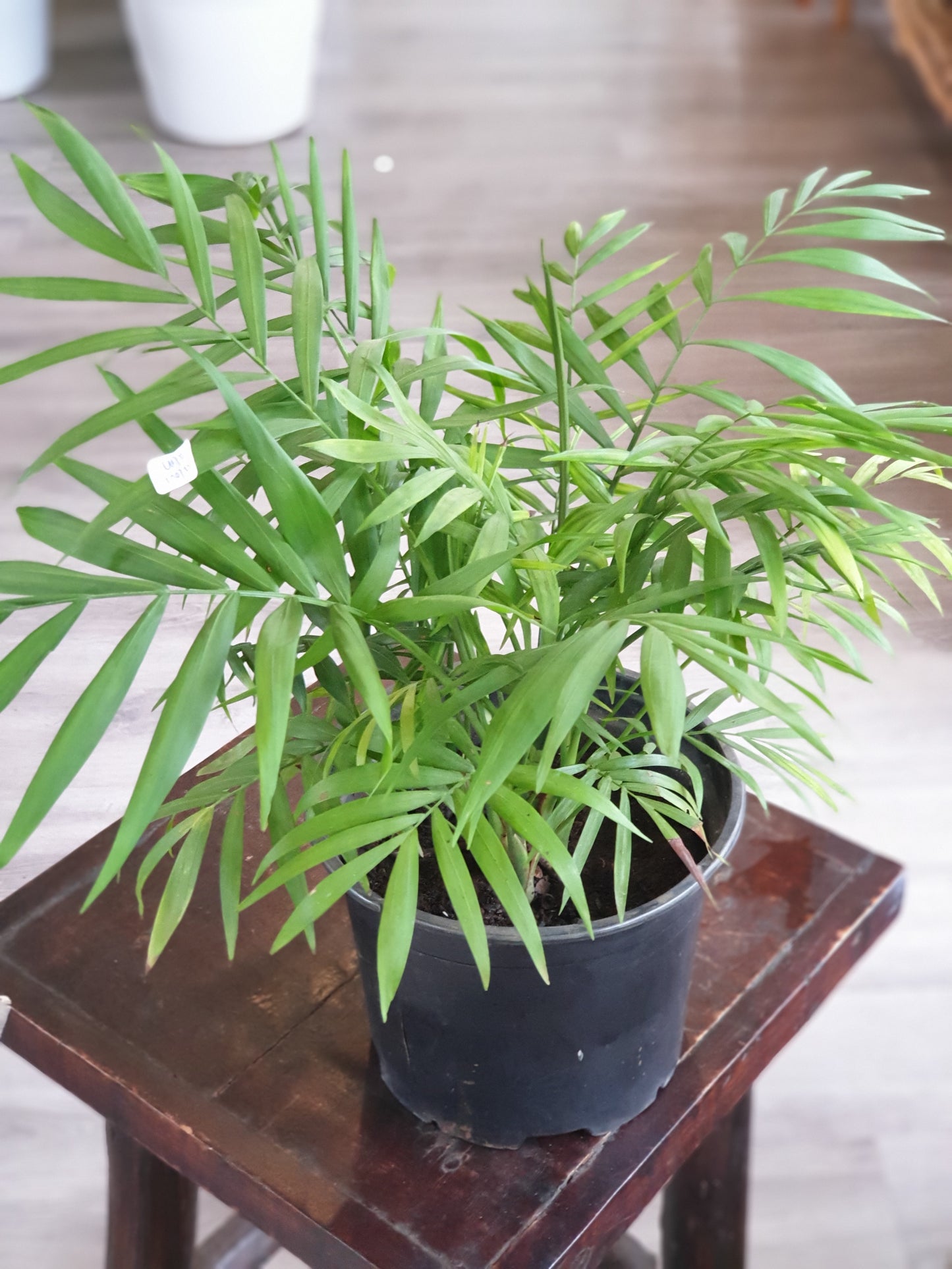 Parlour Palm (Chamaedorea elegans)