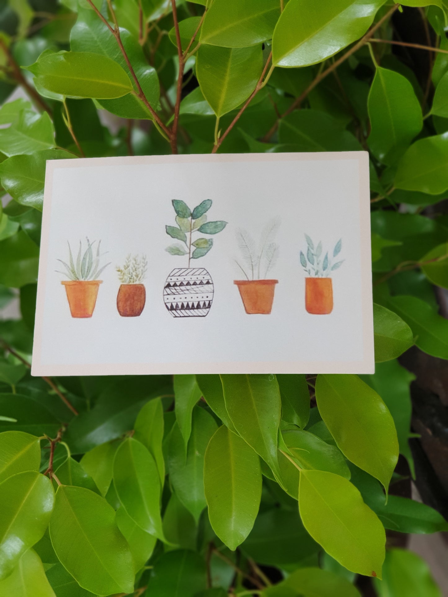 Planty Cards