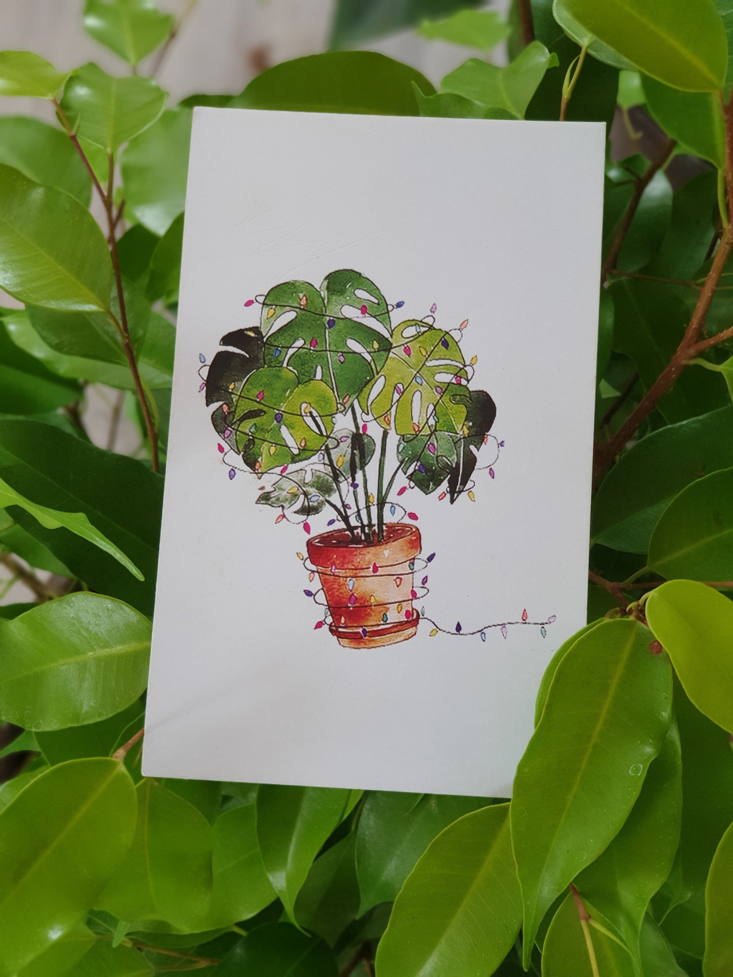 Planty Cards