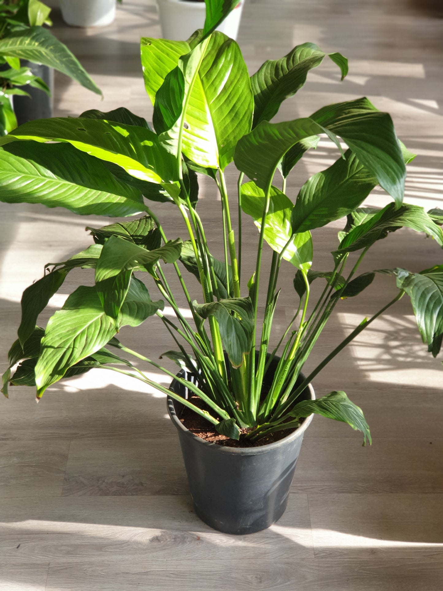 Peace lily (Spathiphyllum)