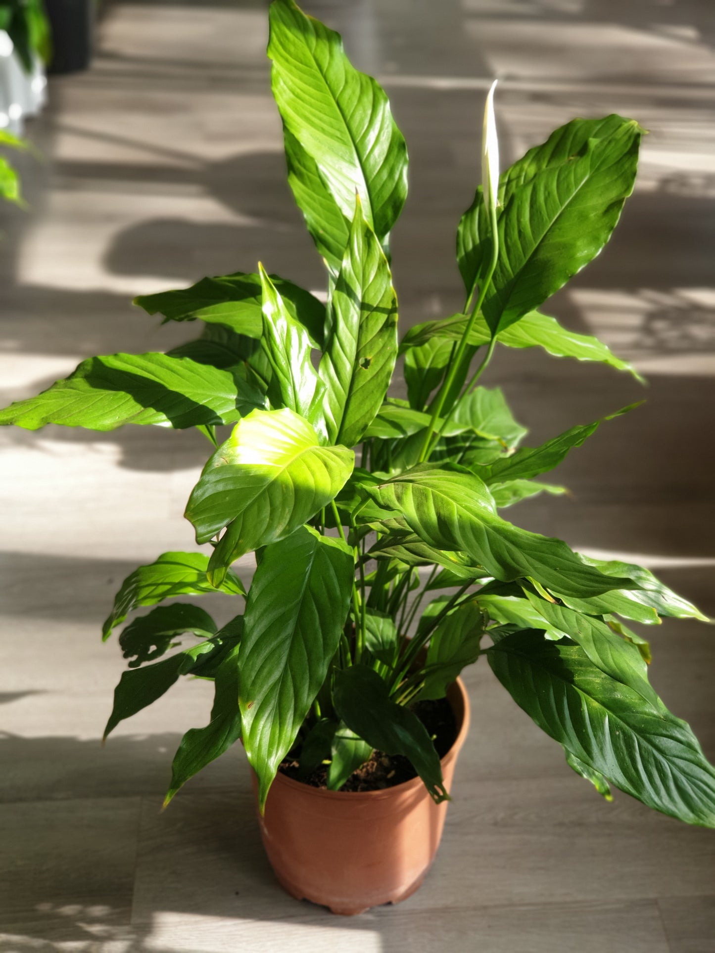 Peace lily (Spathiphyllum)