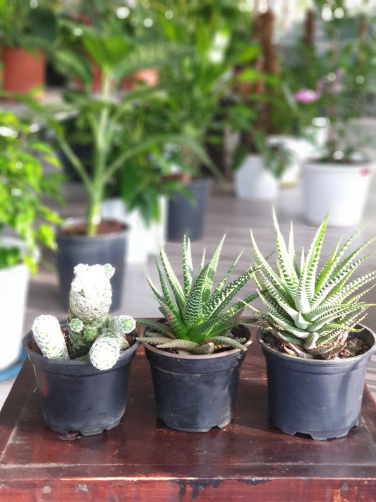 Succulents