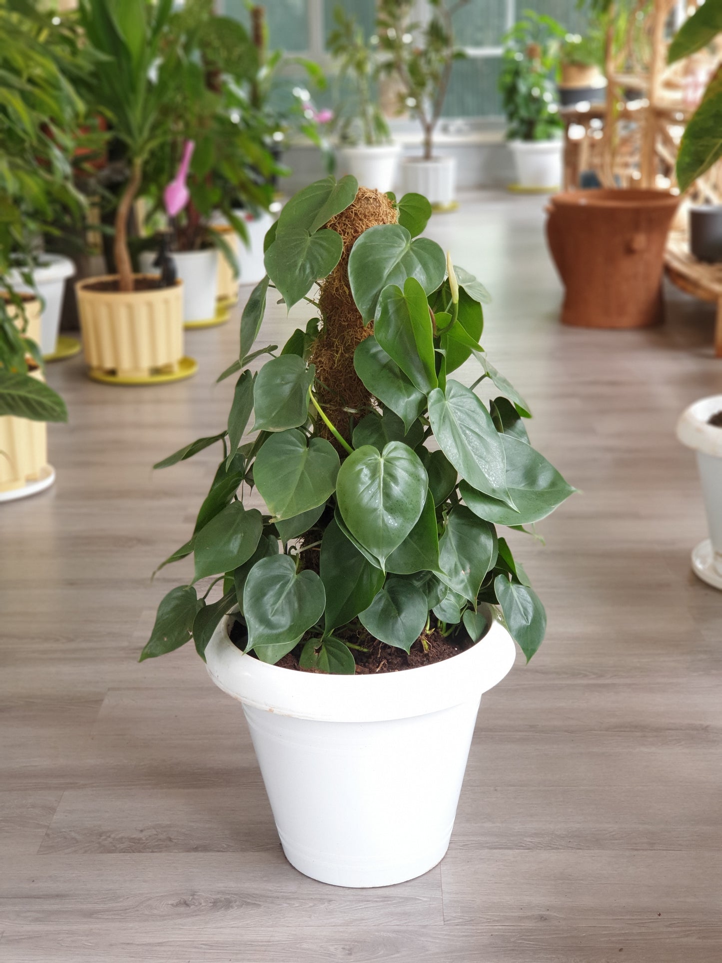 Heart Leaf Philodendron