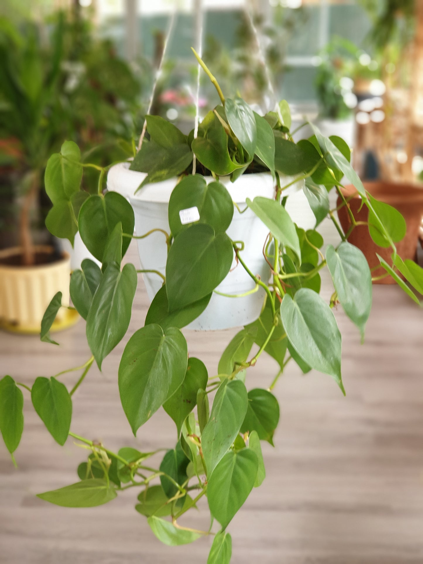 Heart Leaf Philodendron