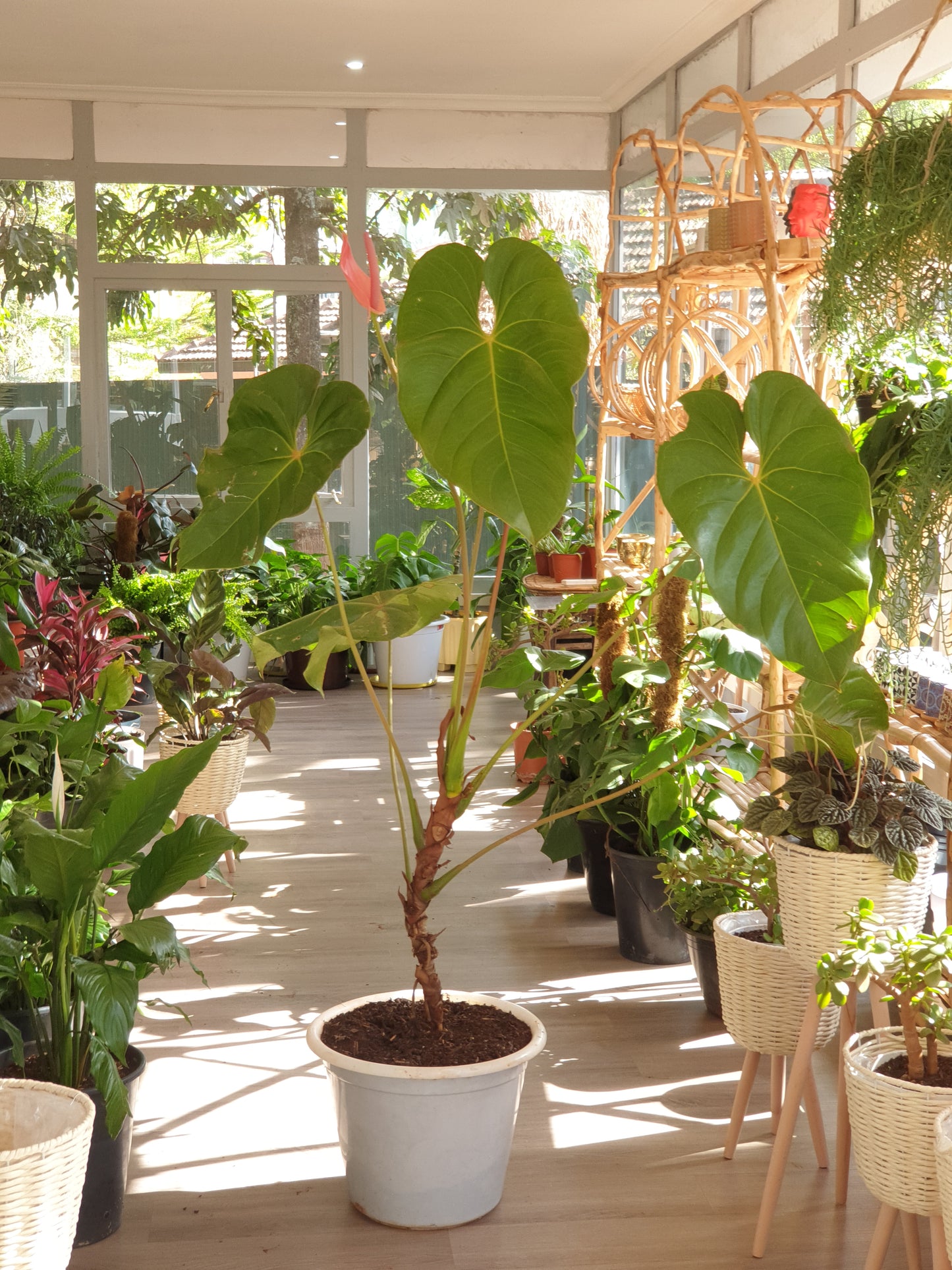 Anthurium Giant
