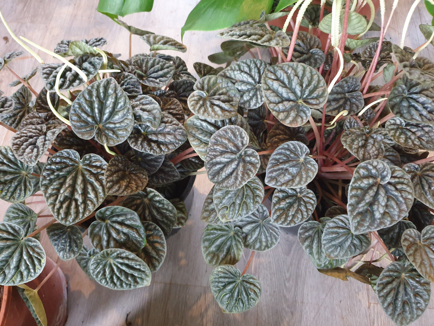 Peperomia Caperata