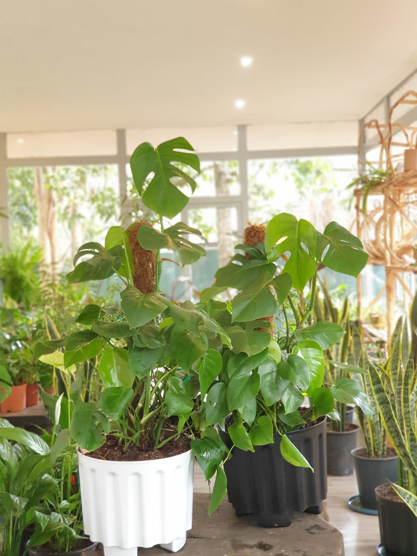 Monstera Deliciosa