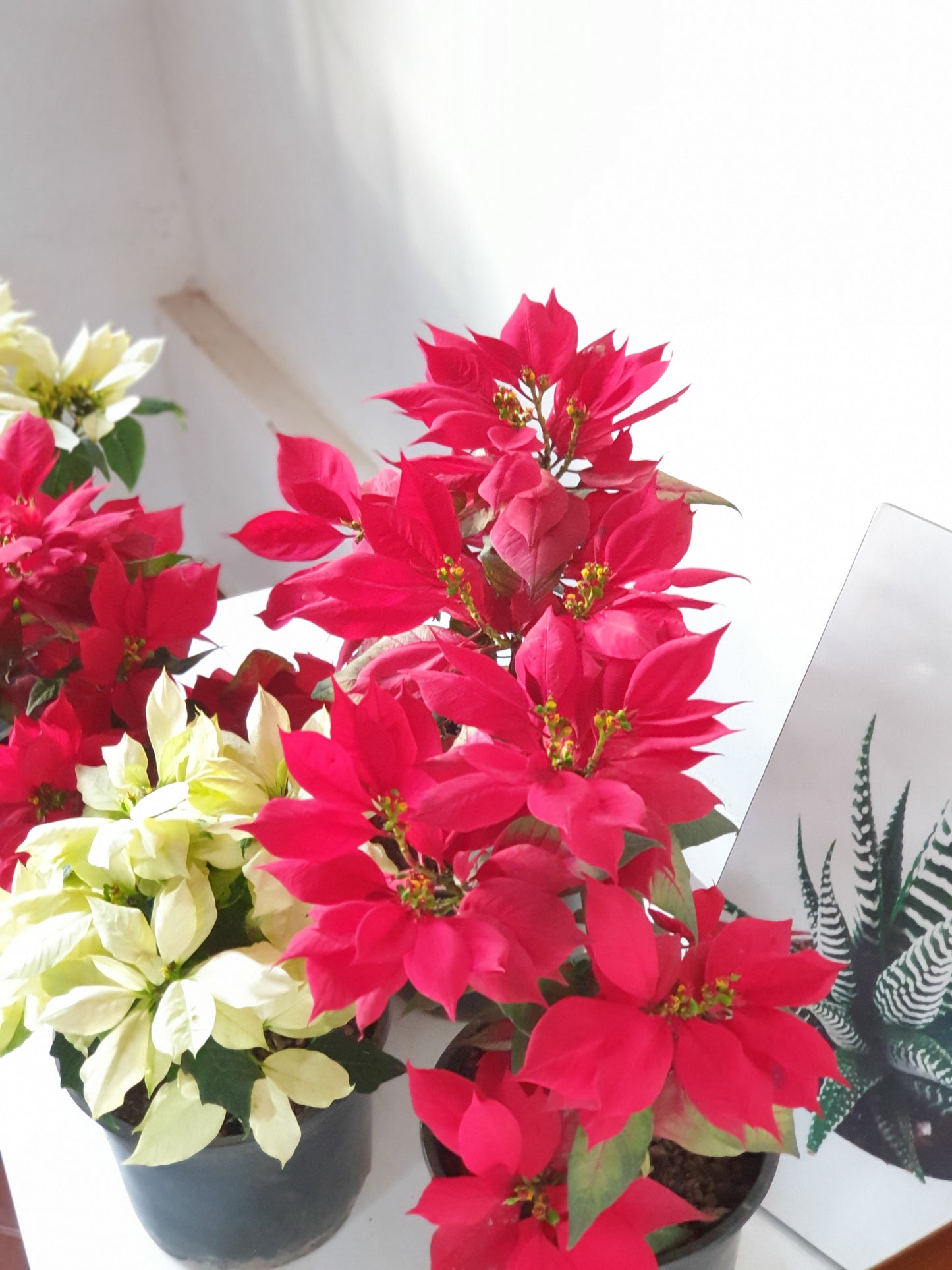Poinsettias