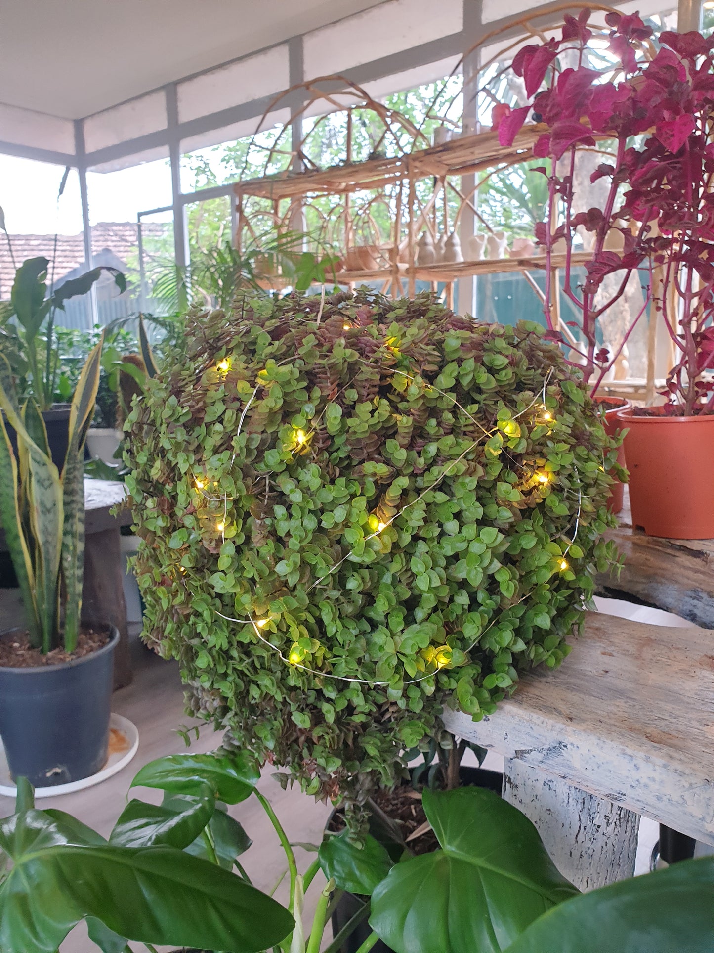 Topiary Ball Light -Inch Plant