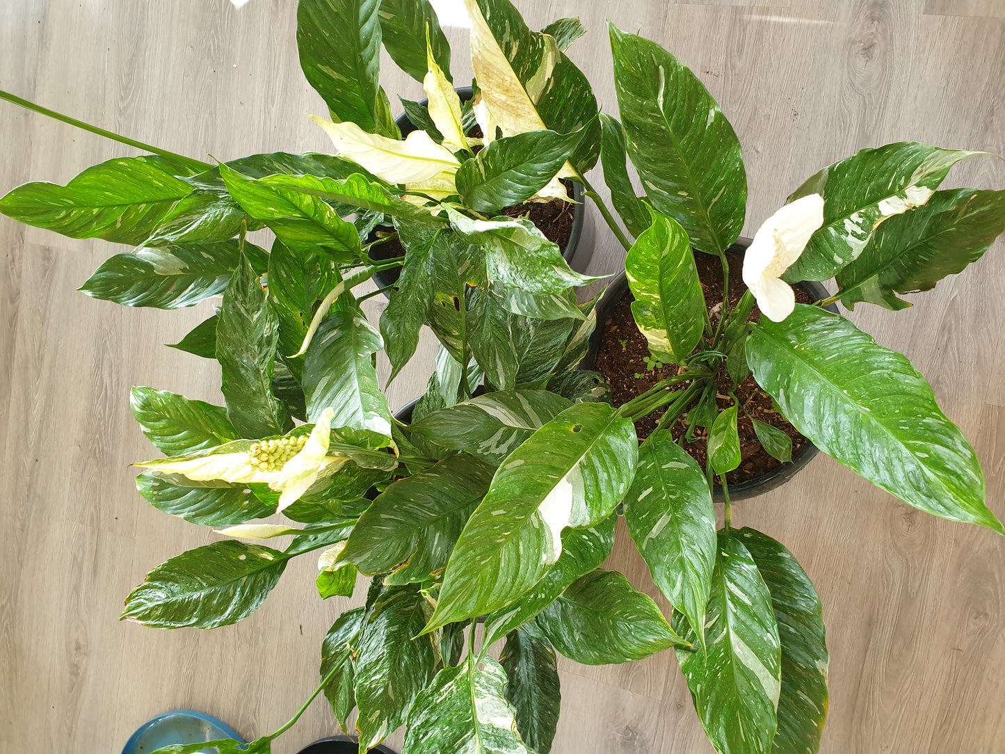 Variegated Peace Lilly (Spathiphyllum)