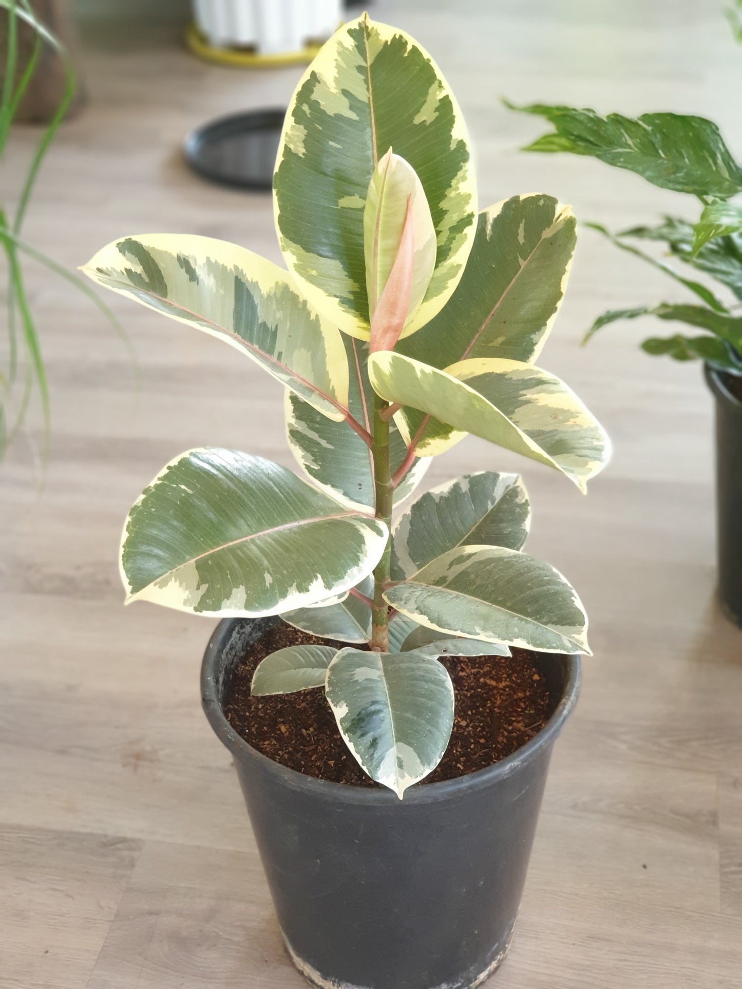 Variegated Rubber Plant (Ficus Tineke)