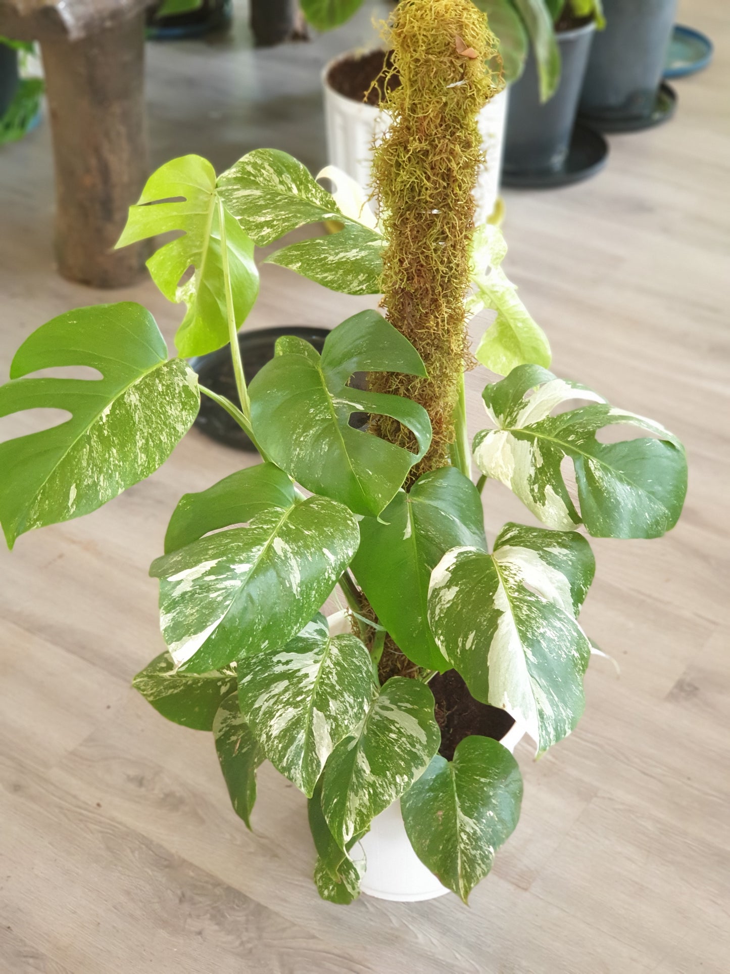 Monstera Deliciosa 'Thai Constellation (Variegated Monstera)