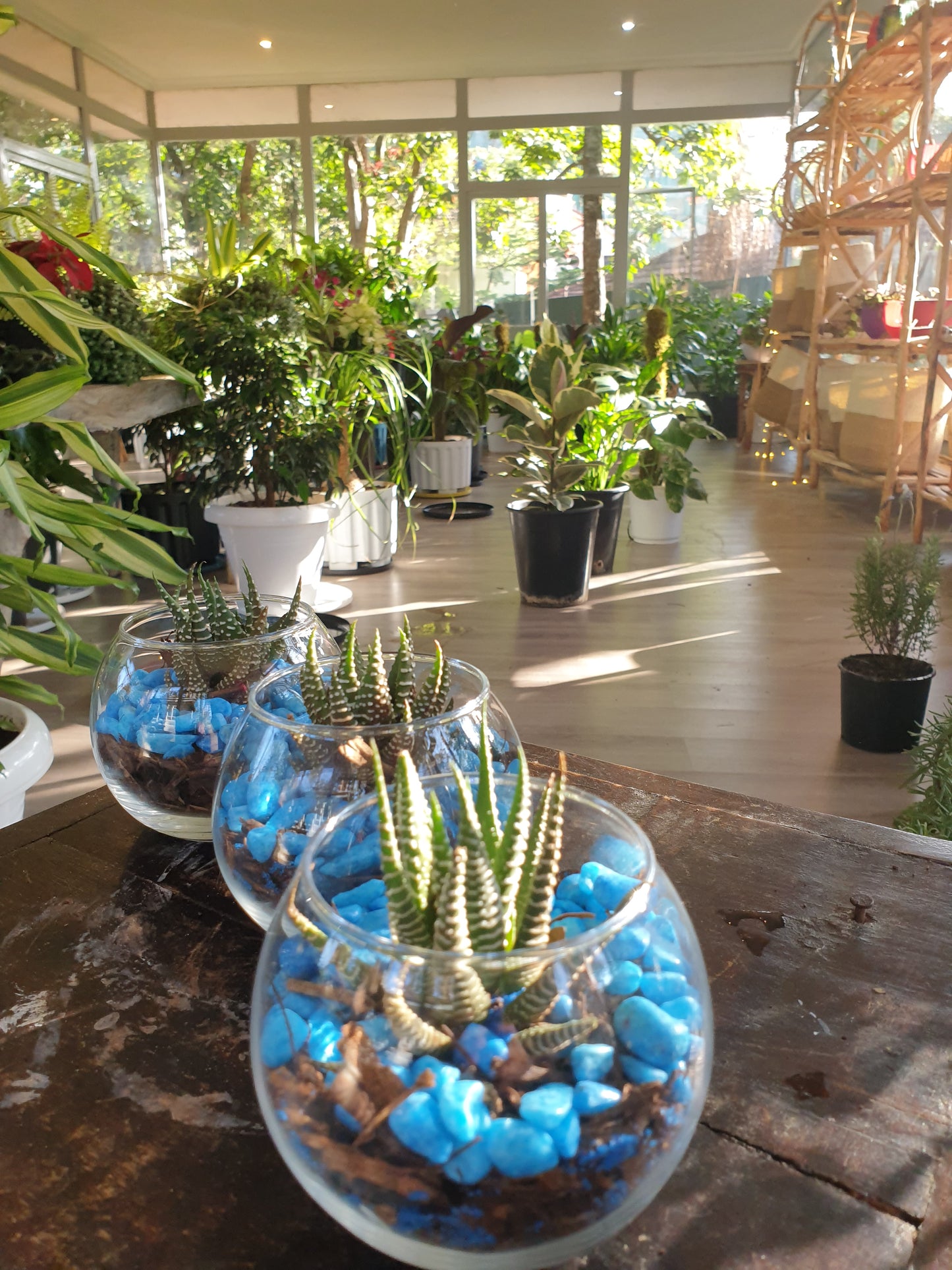 Blue Terrarium