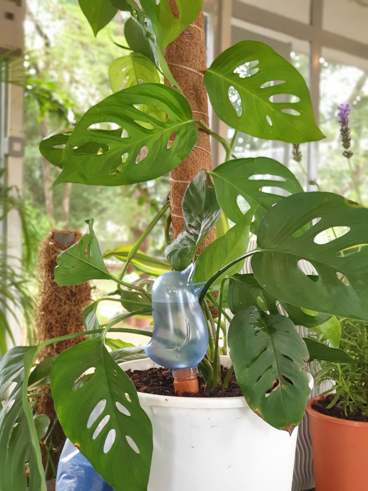 Birdie Drip Watering