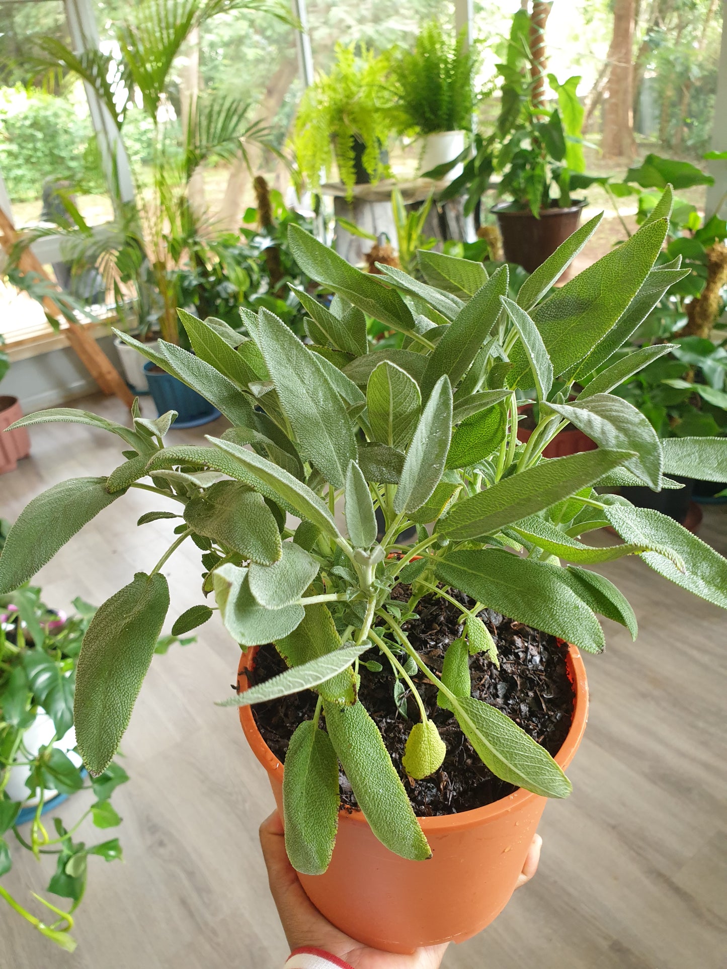 Sage