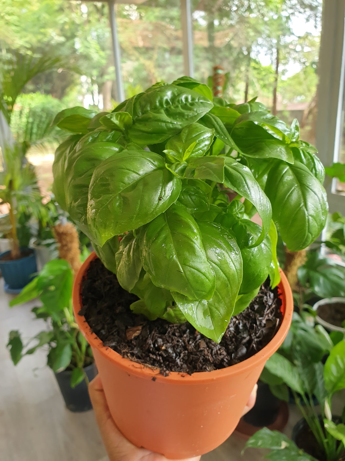 Basil
