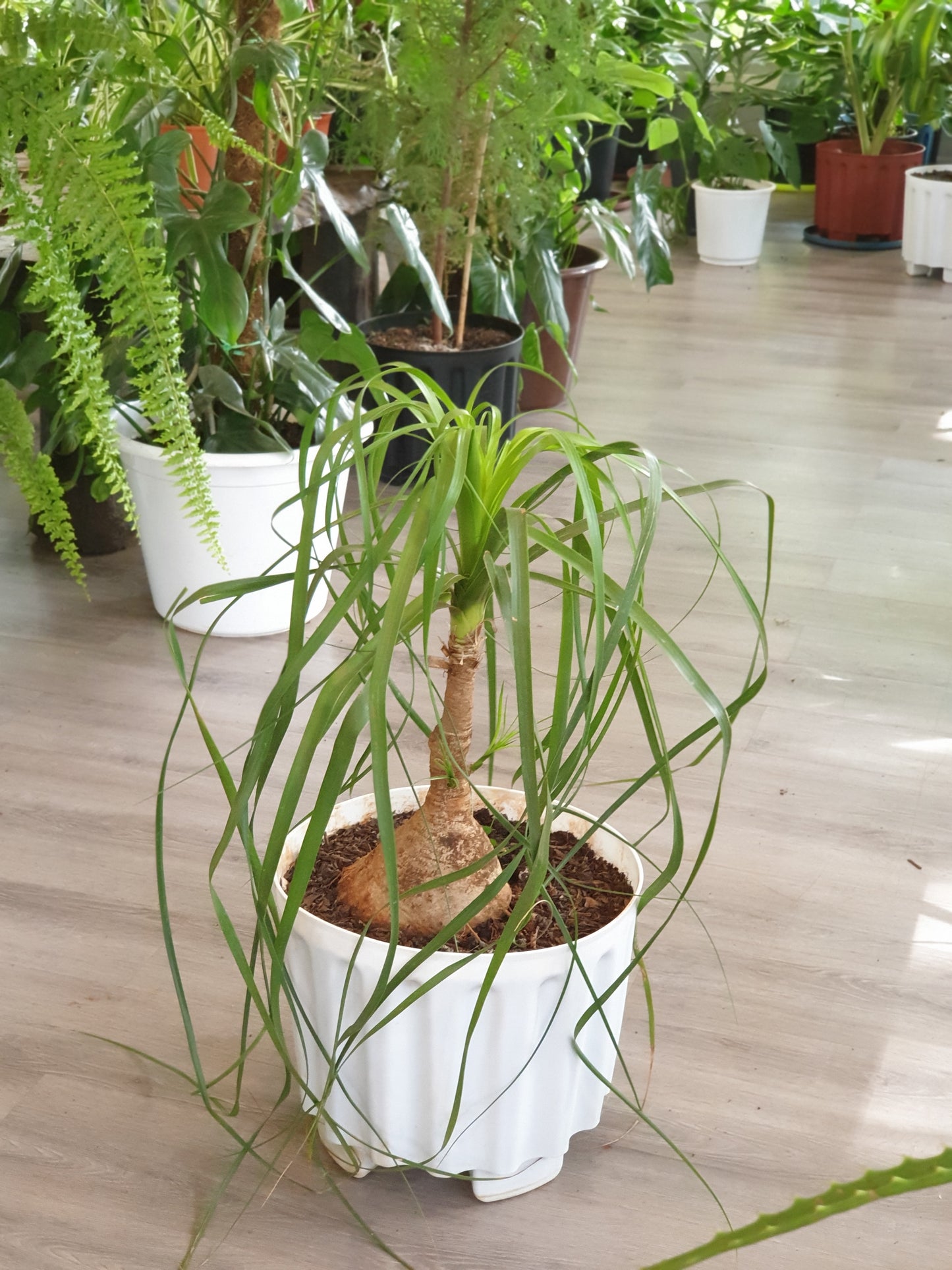 Ponytail Palm