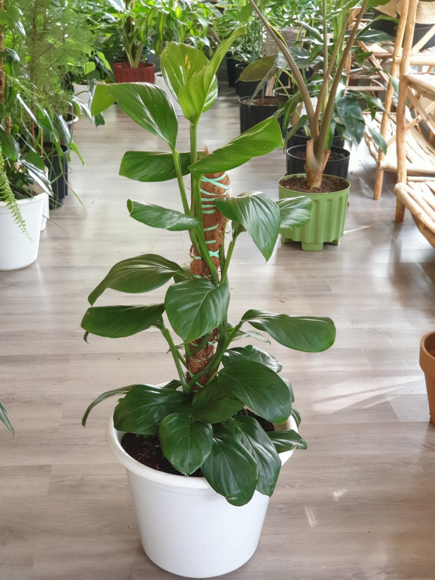 Round Leaf Philodendron