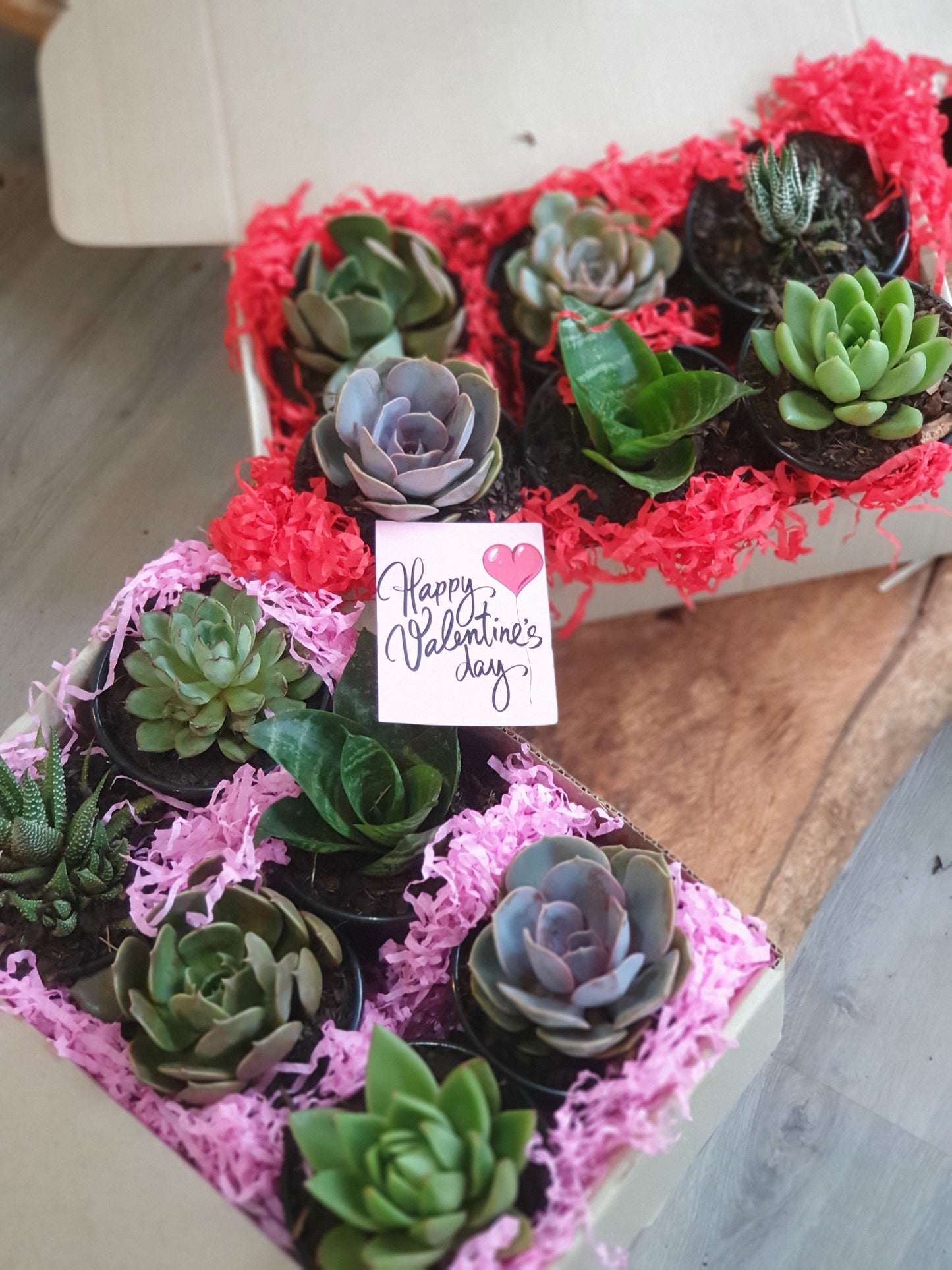 Valentines 6 pack package
