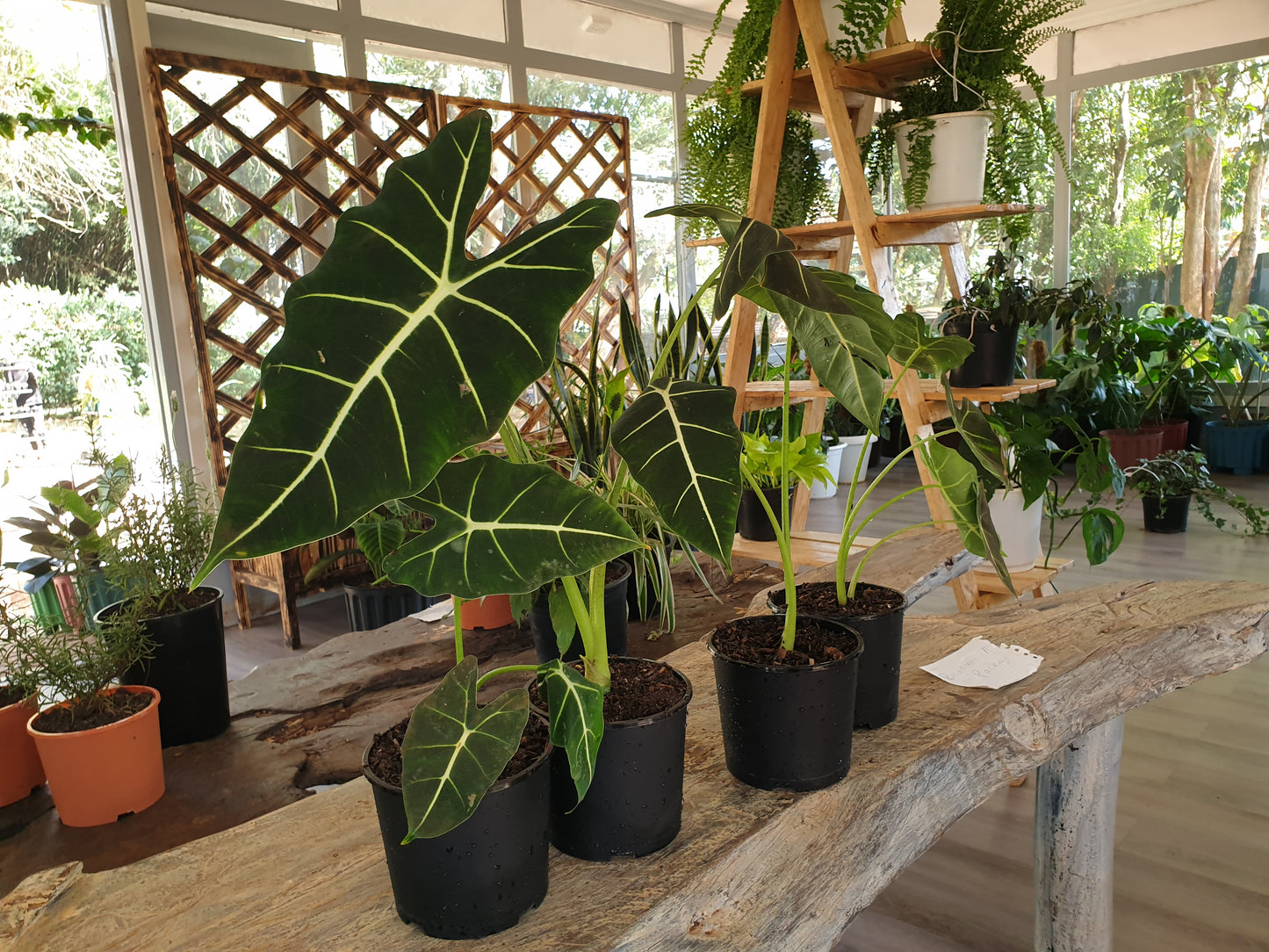 Alocasia Frydek