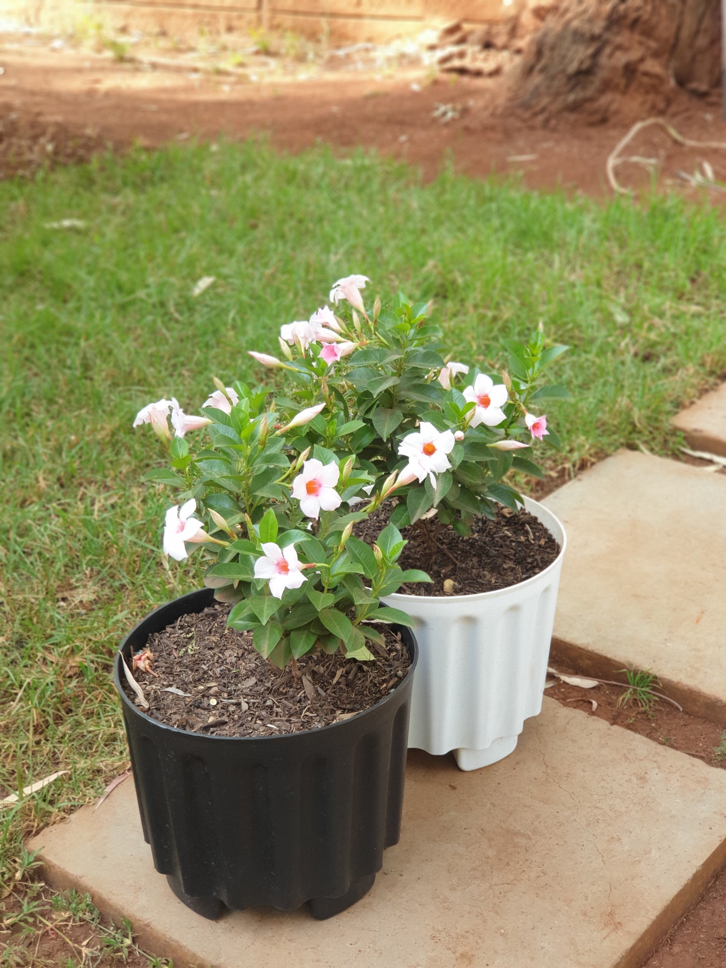 Mandevilla (Rocktrumpet)