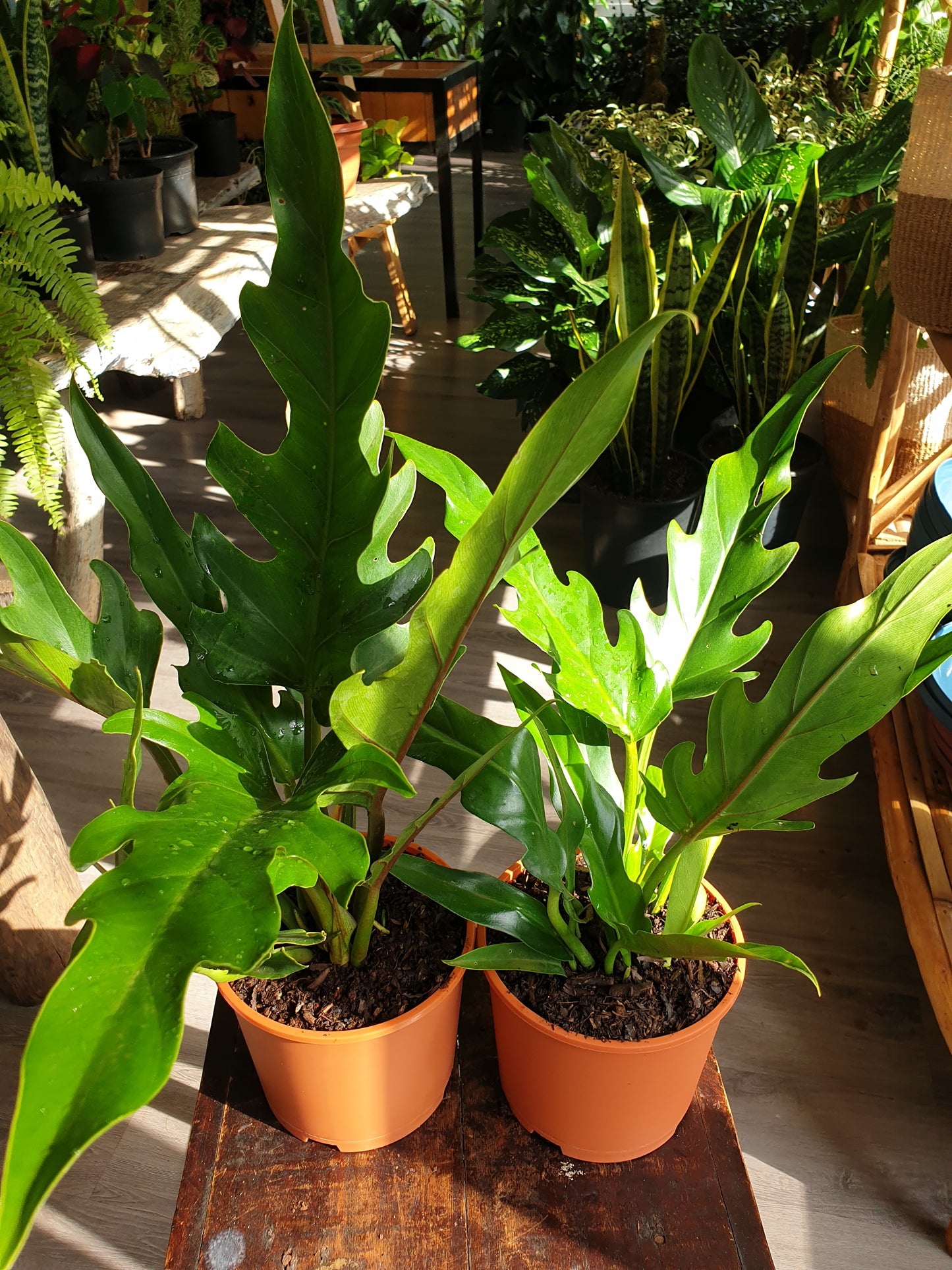 Philodendron Xanadu