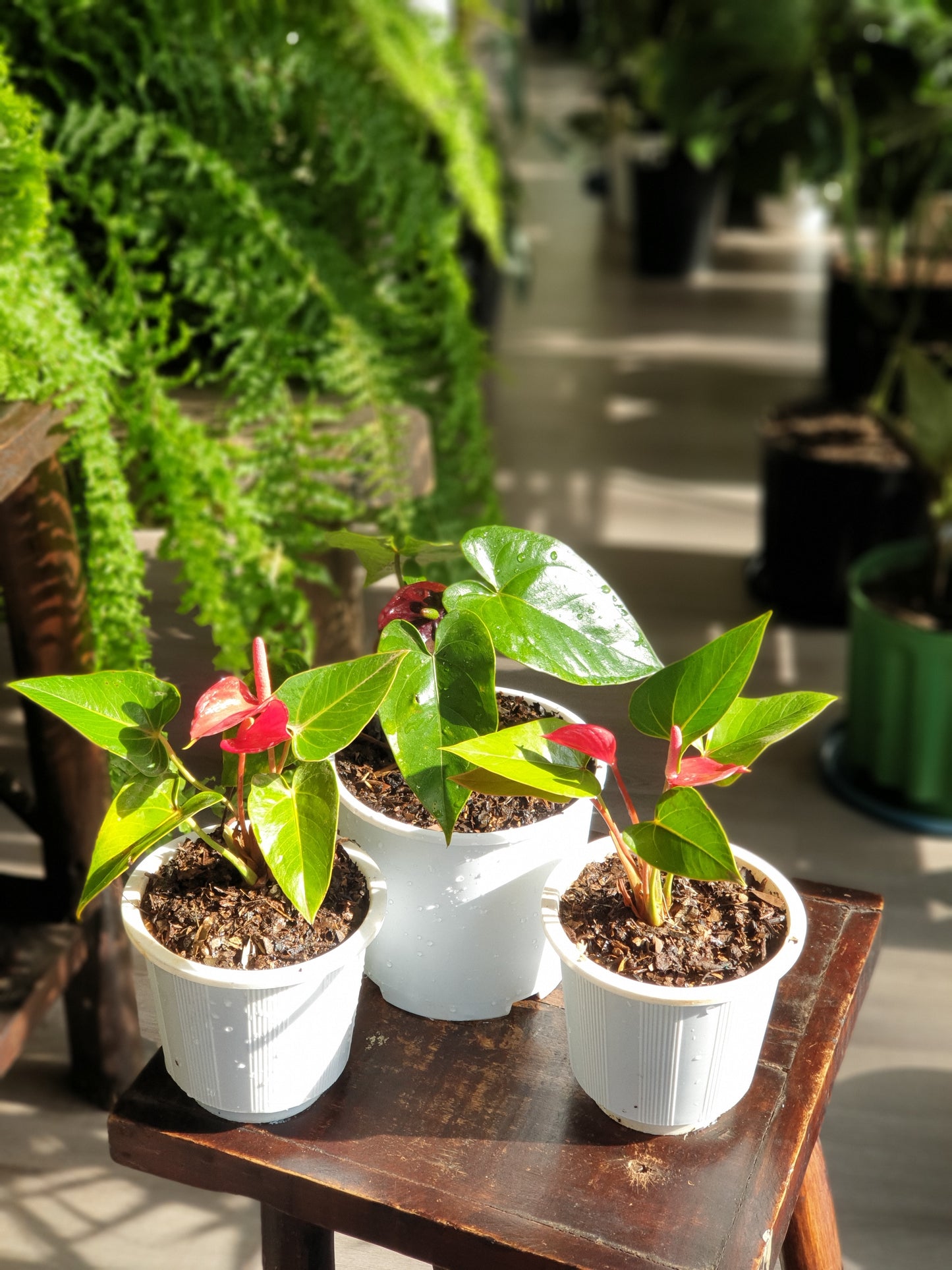 Miniature Anthurium