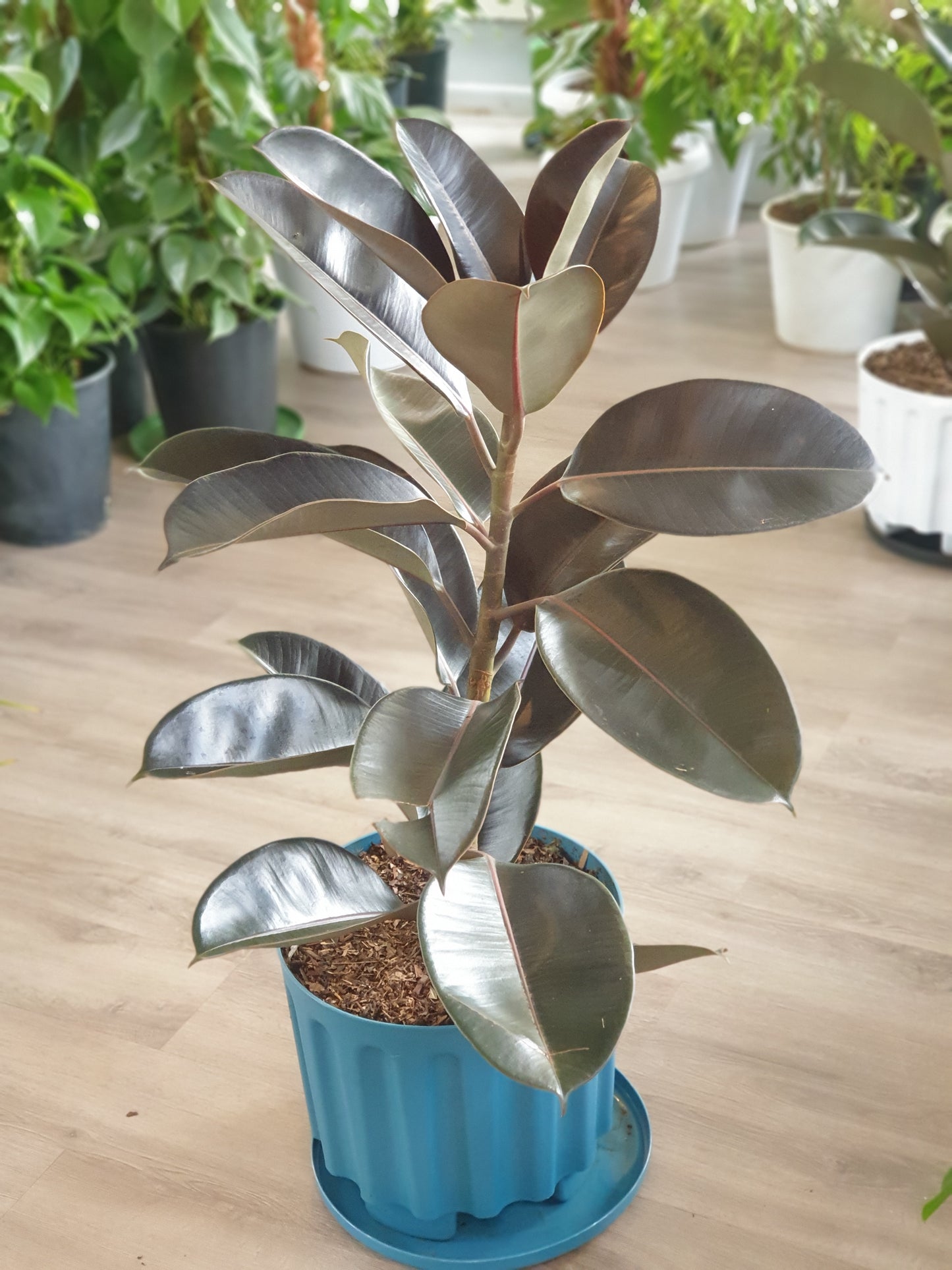 Rubber Plant ( Ficus Elastica / Rubber Tree")