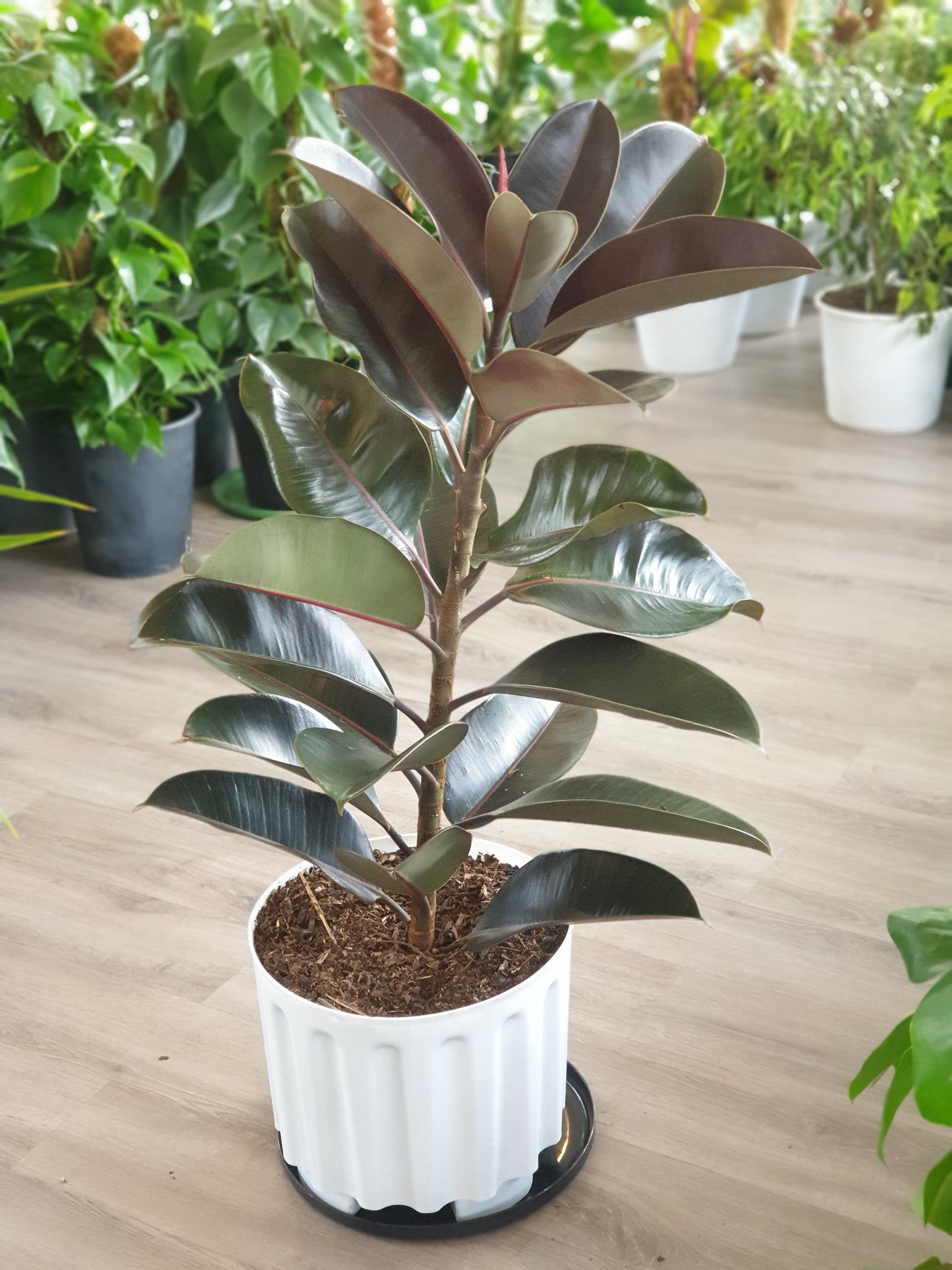 Rubber Plant ( Ficus Elastica / Rubber Tree")