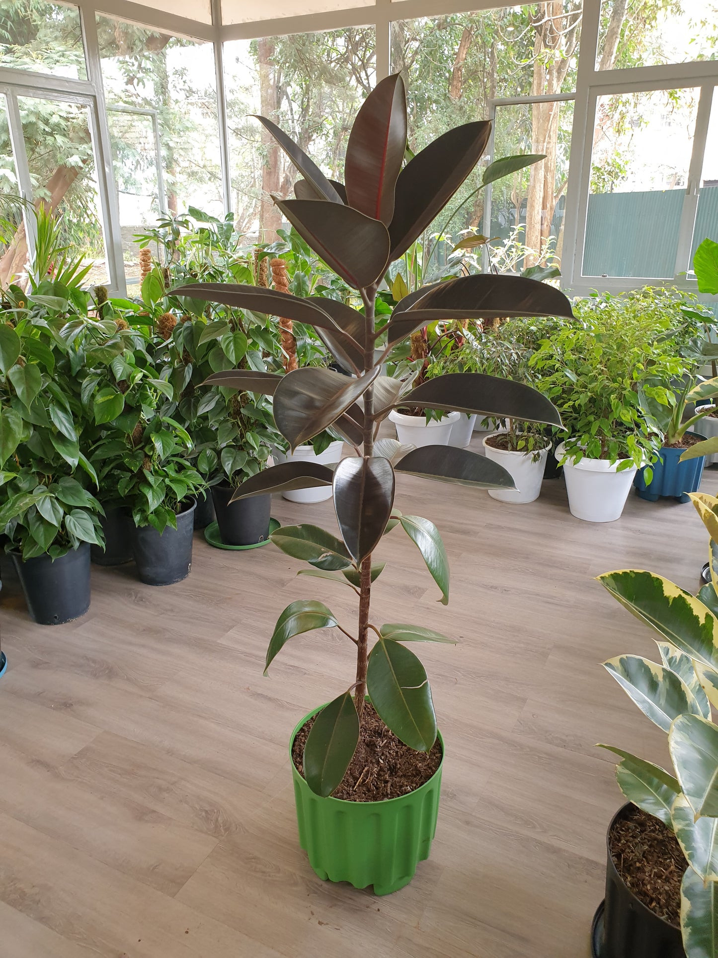 Rubber Plant ( Ficus Elastica / Rubber Tree")