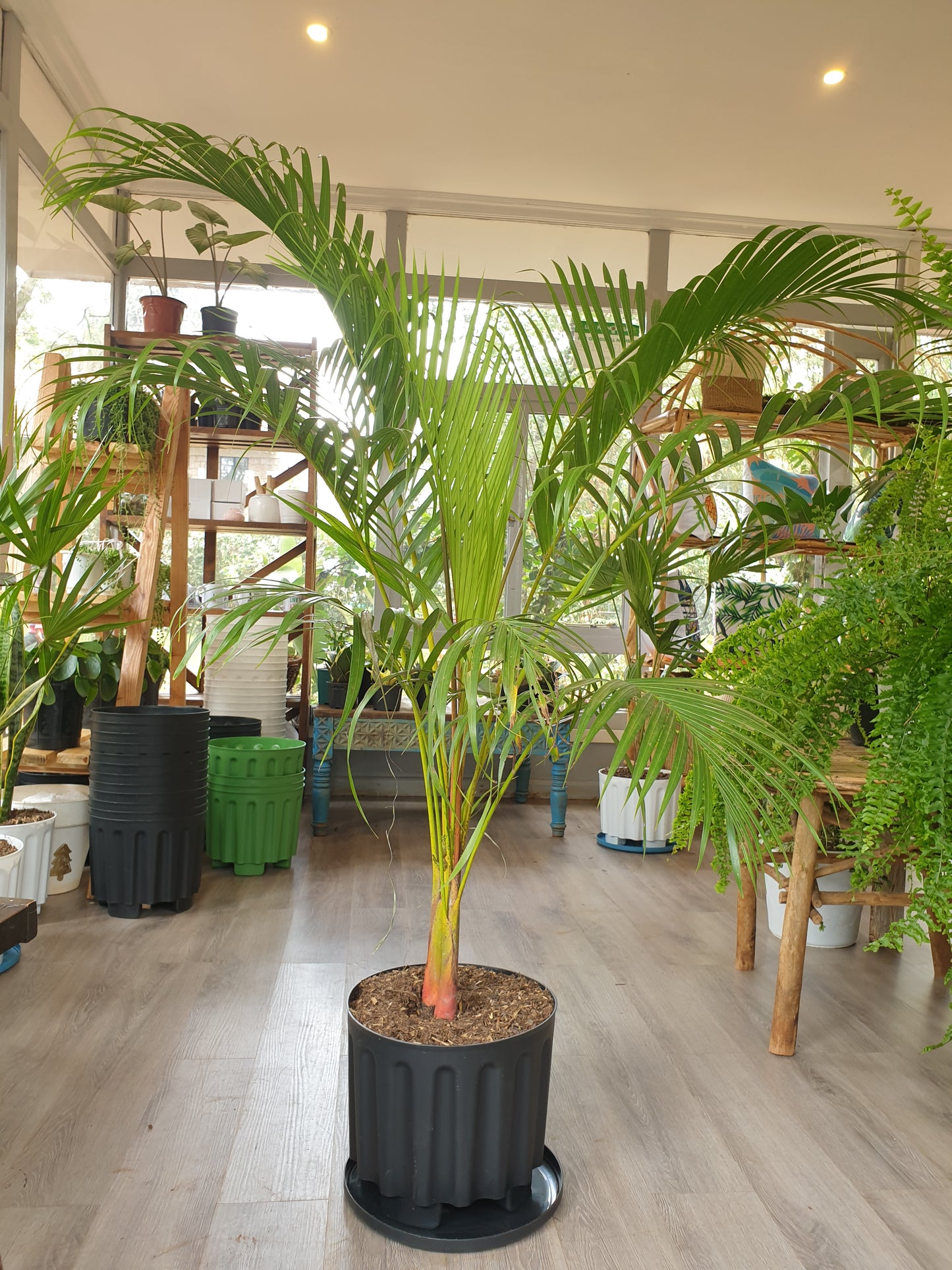 Golden palm