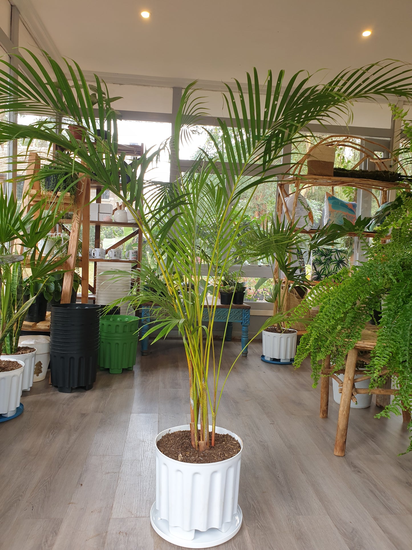 Golden palm