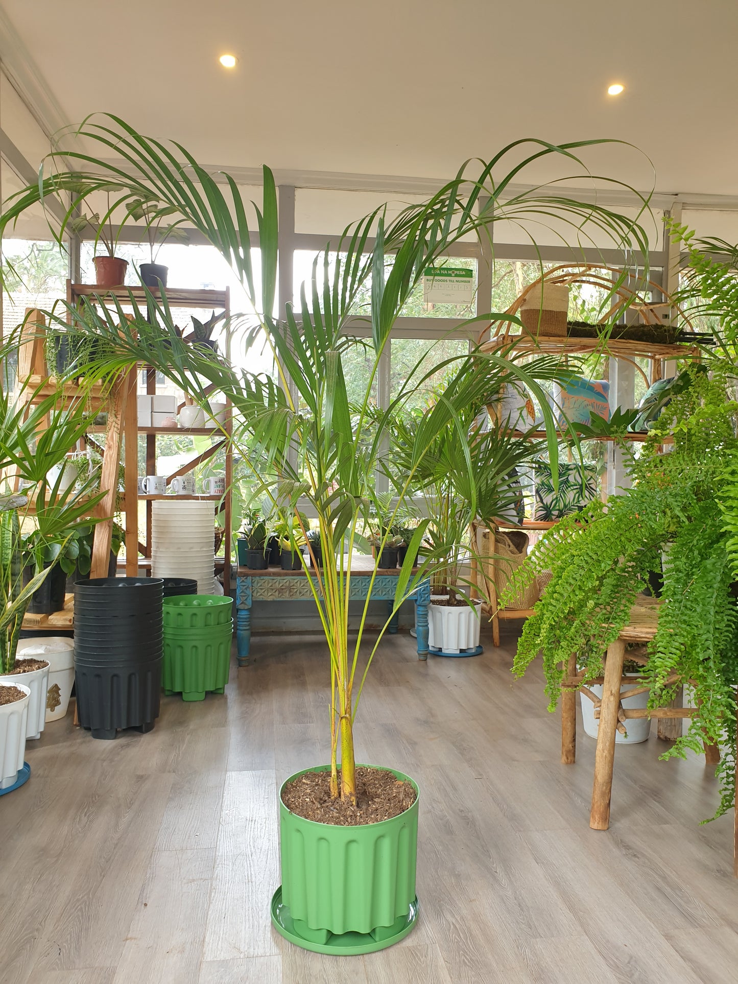 Golden palm