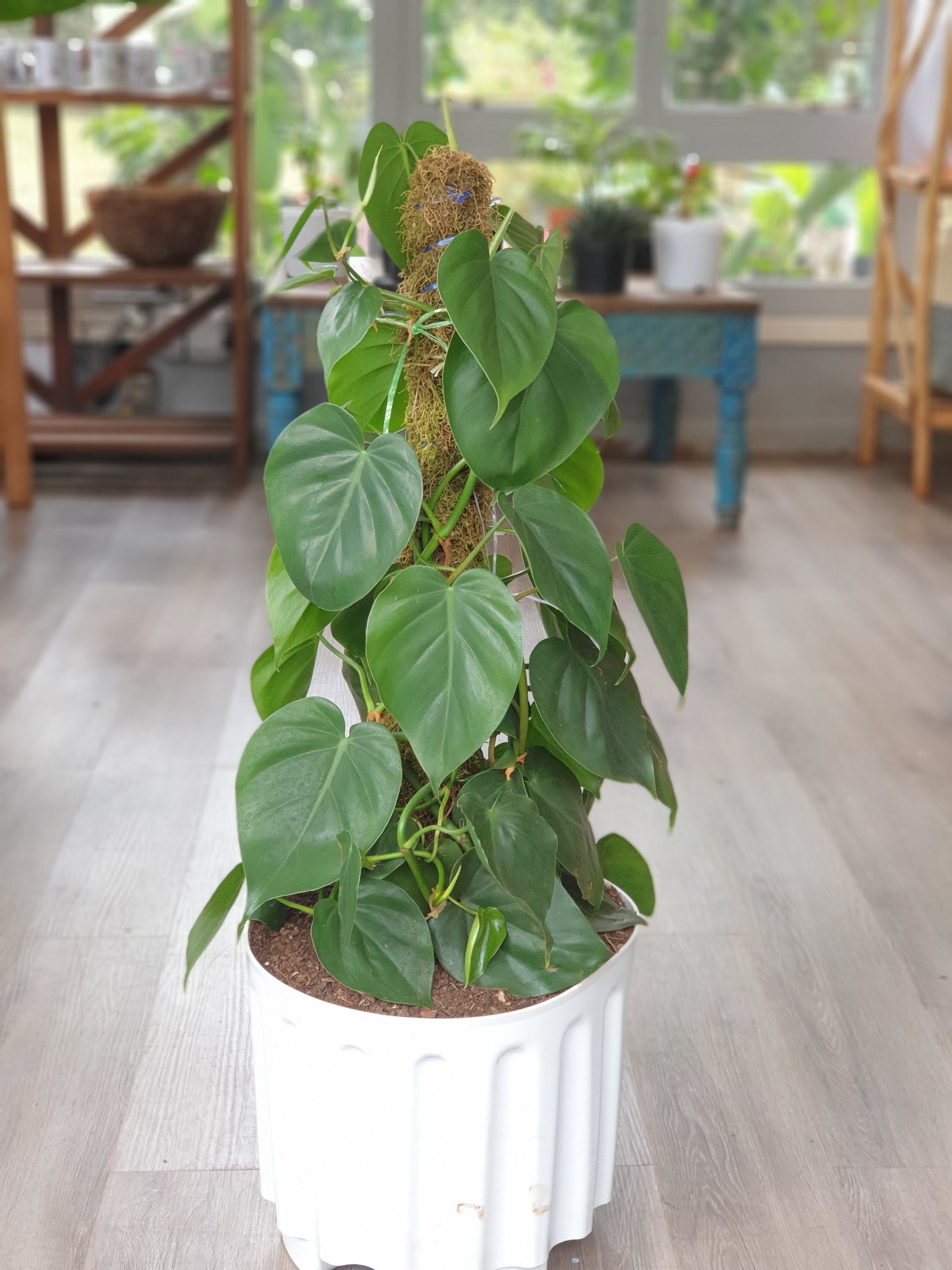 Heart Leaf Philodendron
