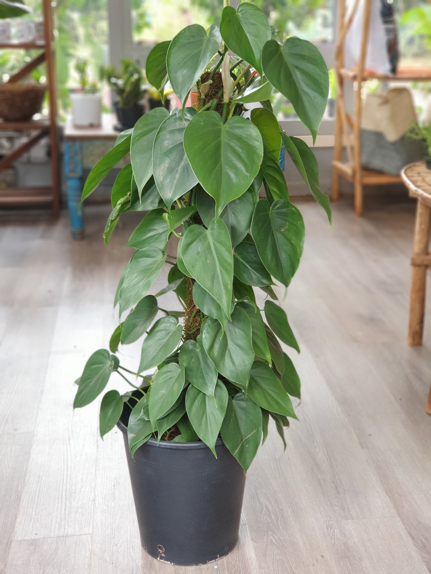 Heart Leaf Philodendron