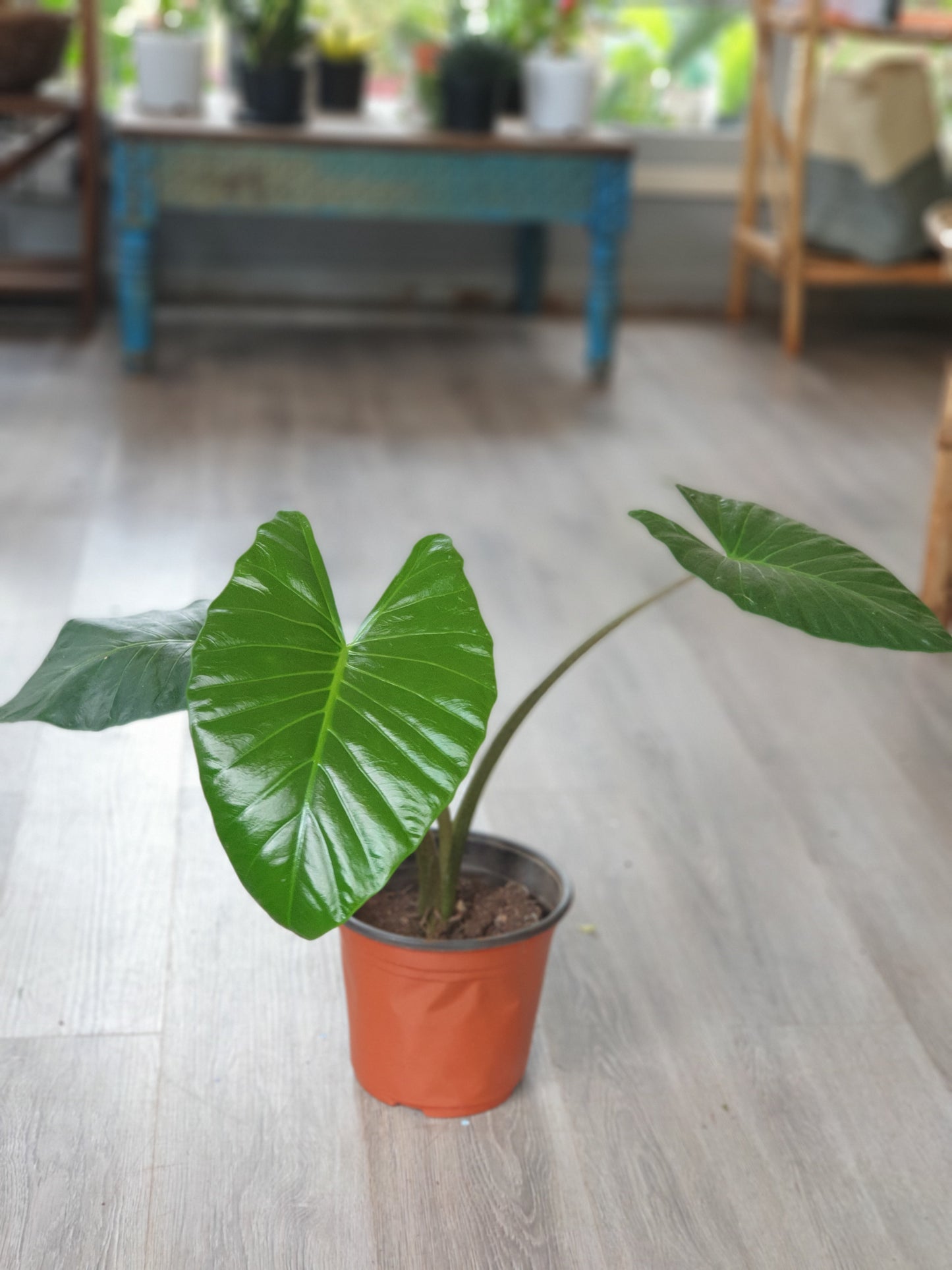 Alocasia (Elephant Ear)- Small